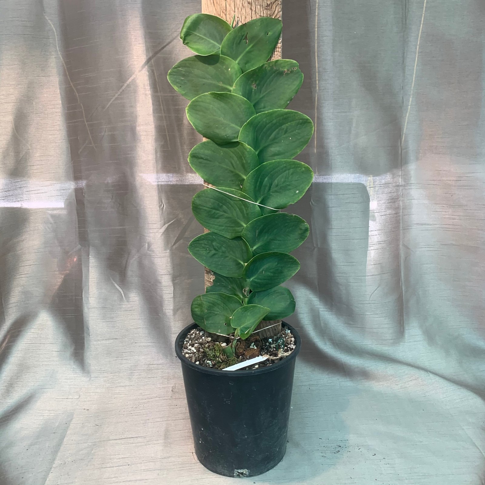 Rhaphidophora Hayi - Shingle Plants - Image 6