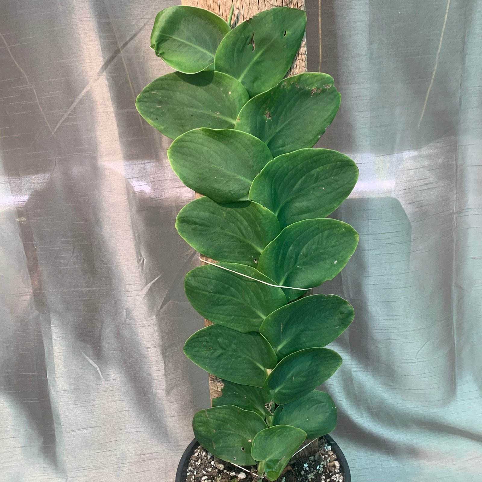 Rhaphidophora Hayi - Shingle Plants - Image 5