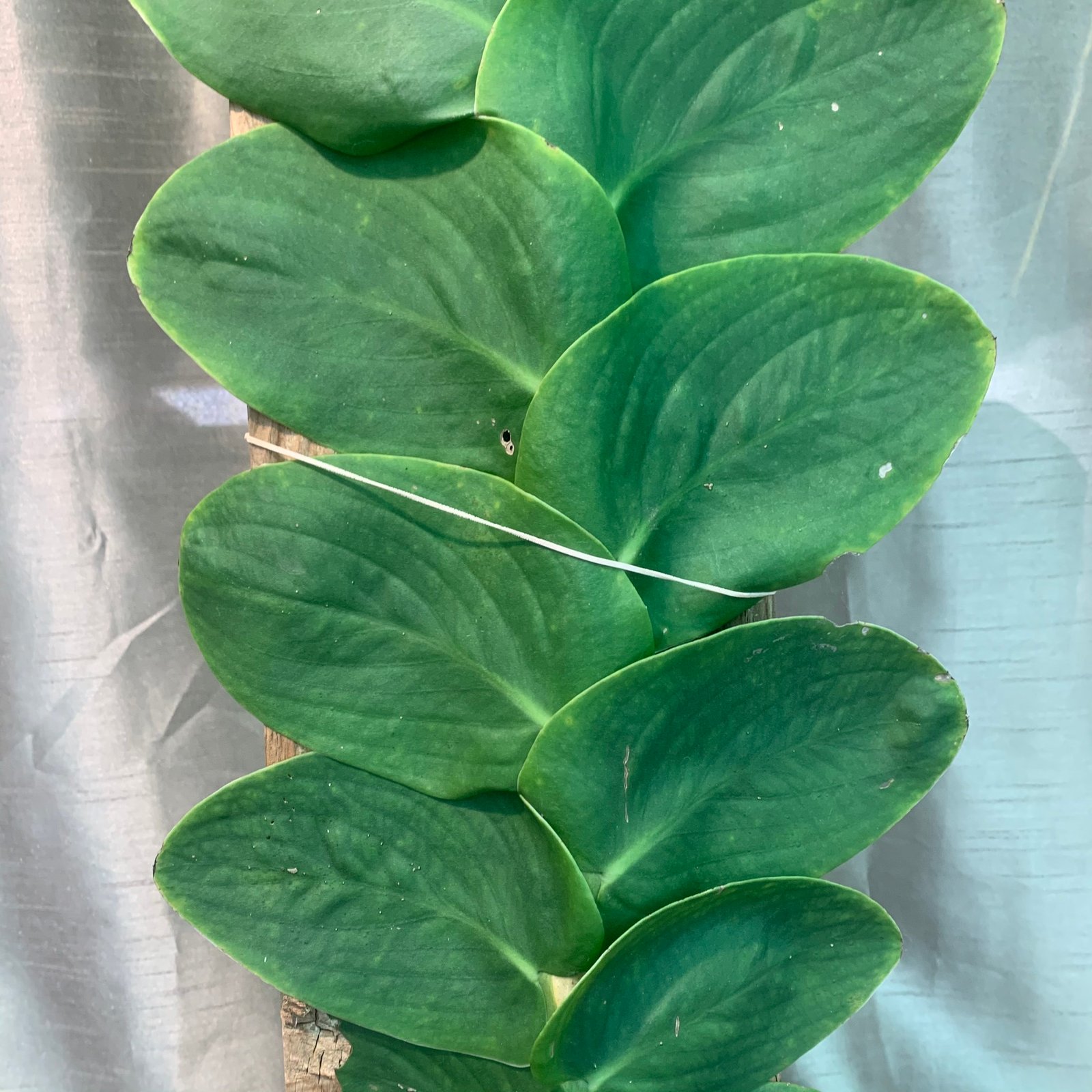 Rhaphidophora Hayi - Shingle Plants - Image 3