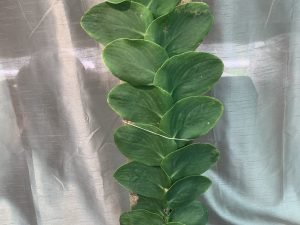 Rhaphidophora Hayi - Shingle Plants