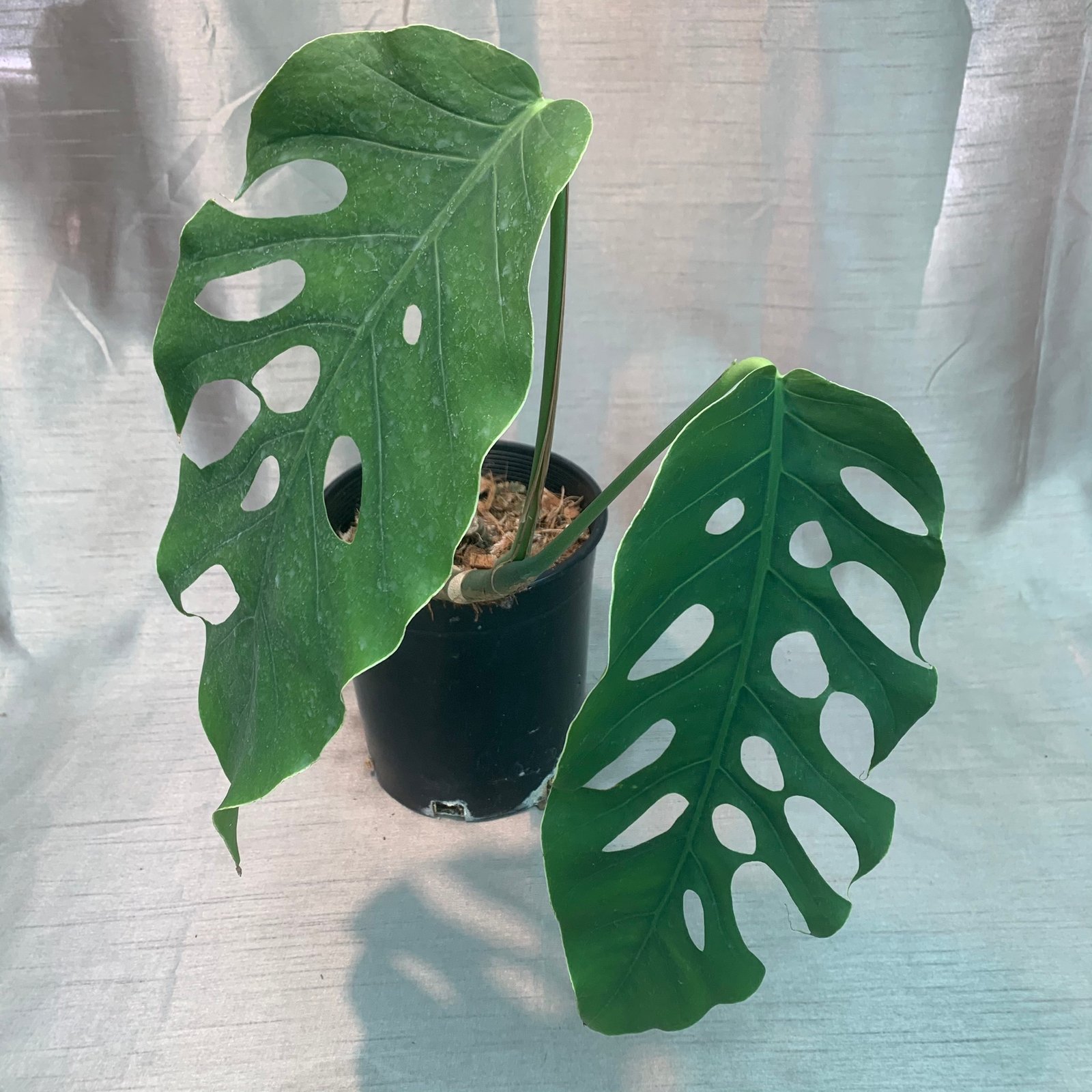 Monstera Dubia - Image 10