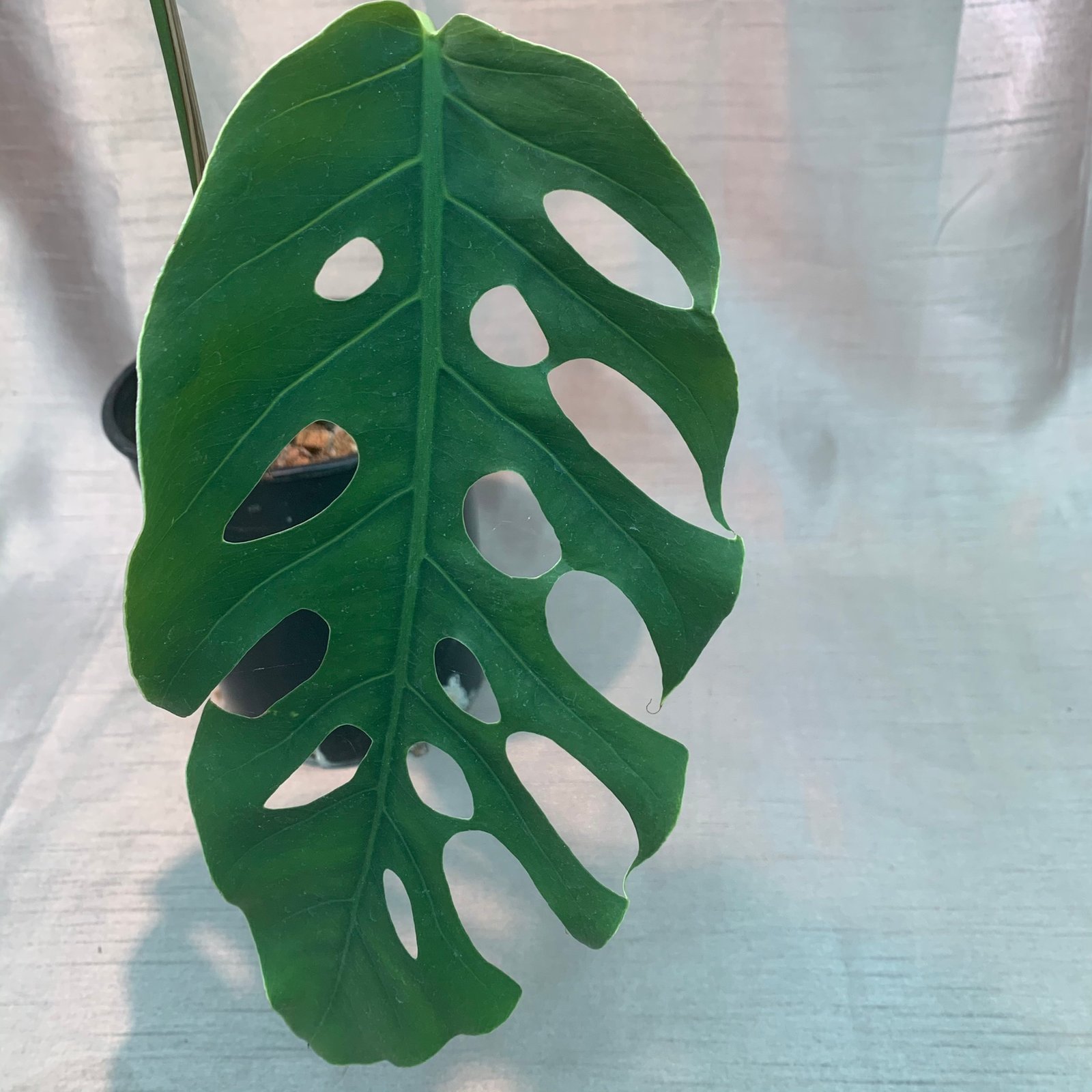 Monstera Dubia - Image 9