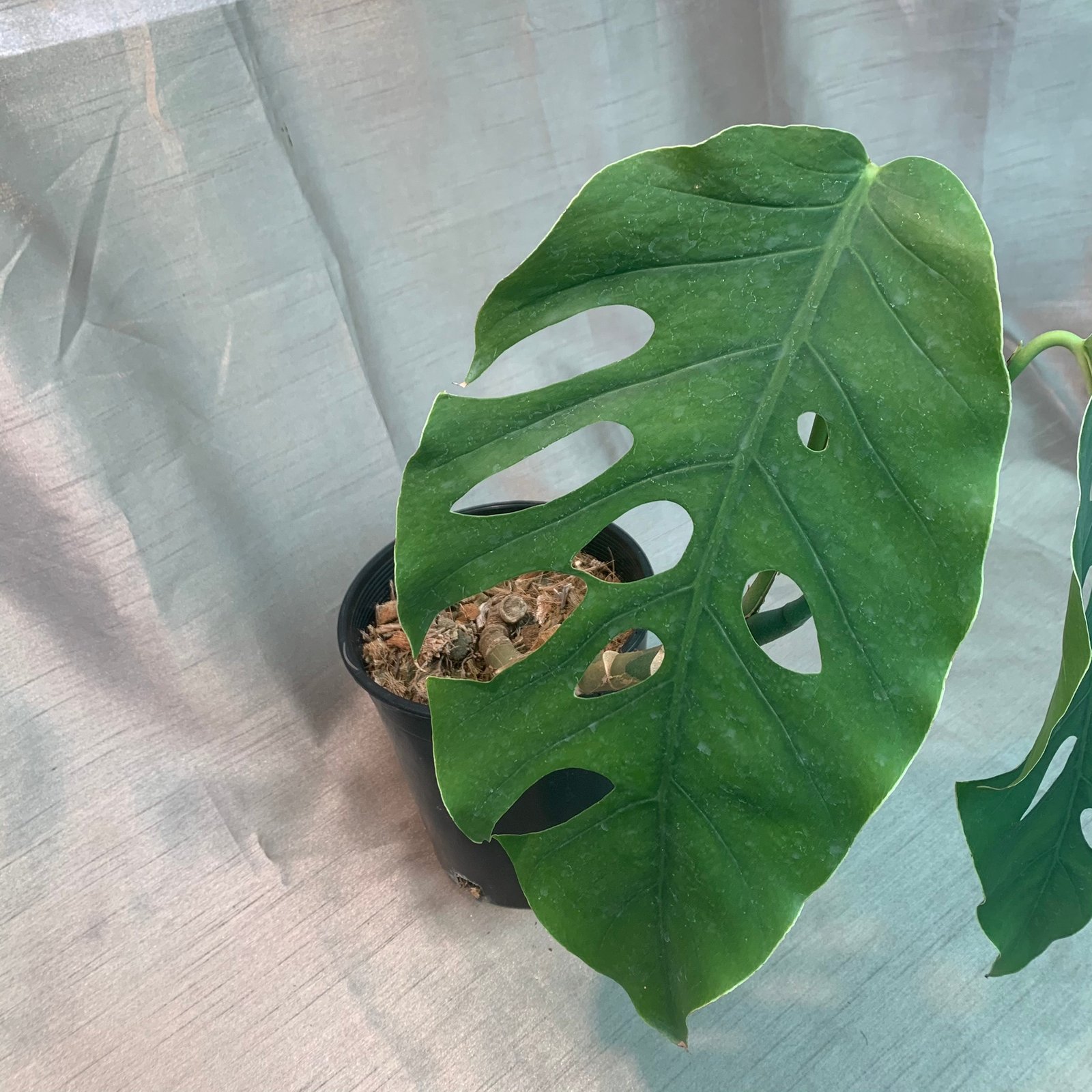 Monstera Dubia - Image 8