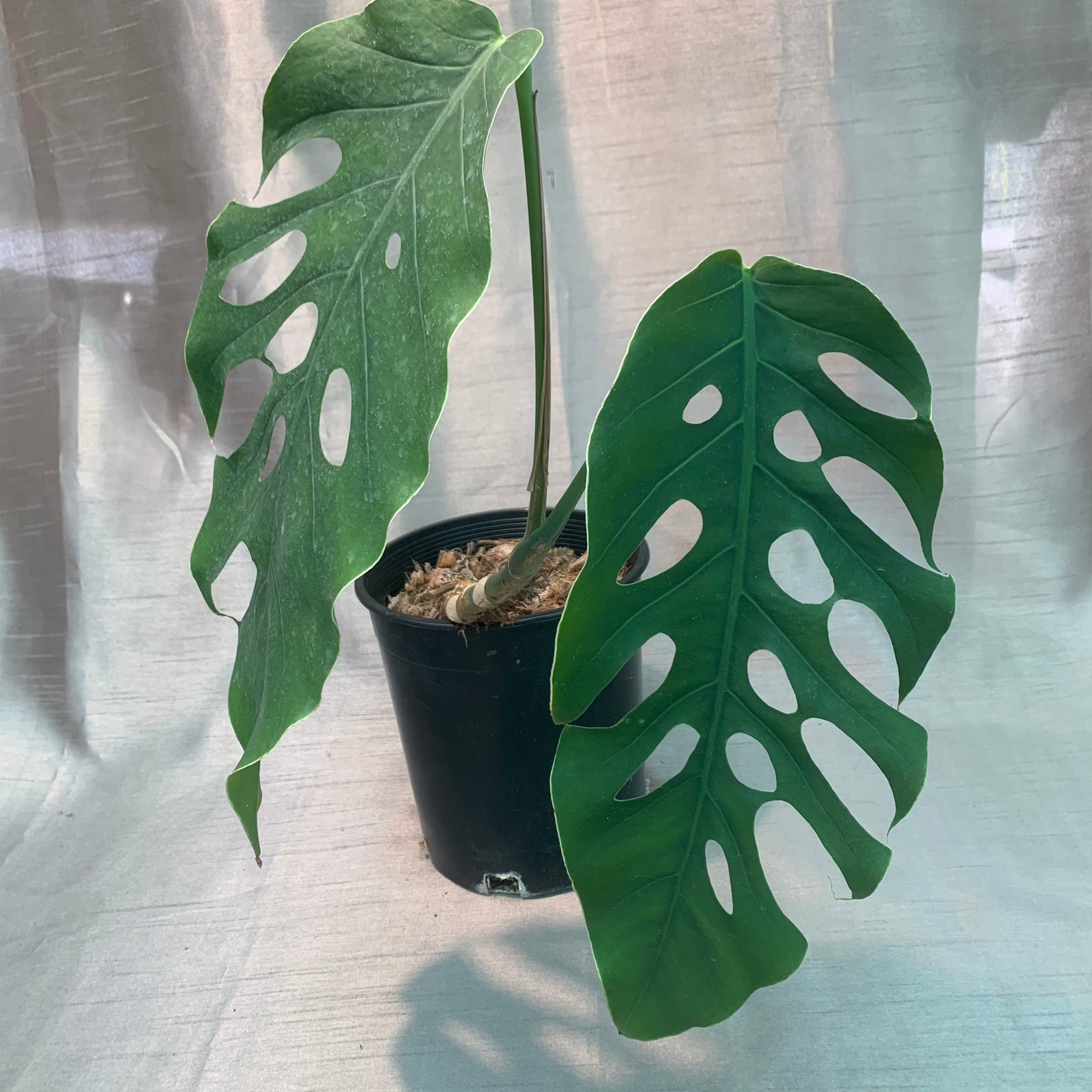 Monstera Dubia - Image 7