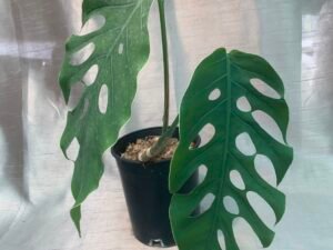 Monstera Dubia