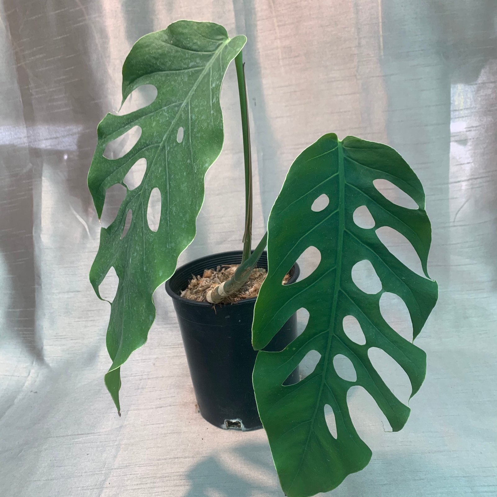 Monstera Dubia
