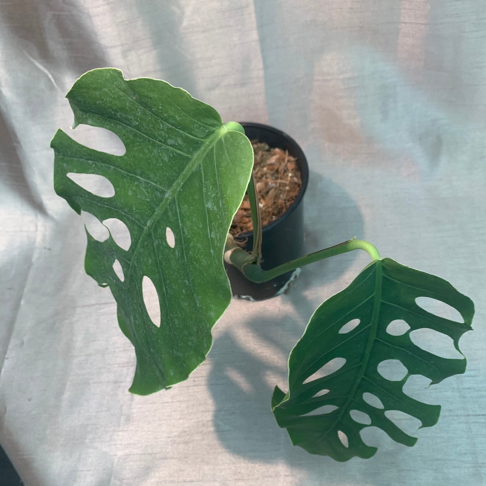 Monstera Dubia - Image 5