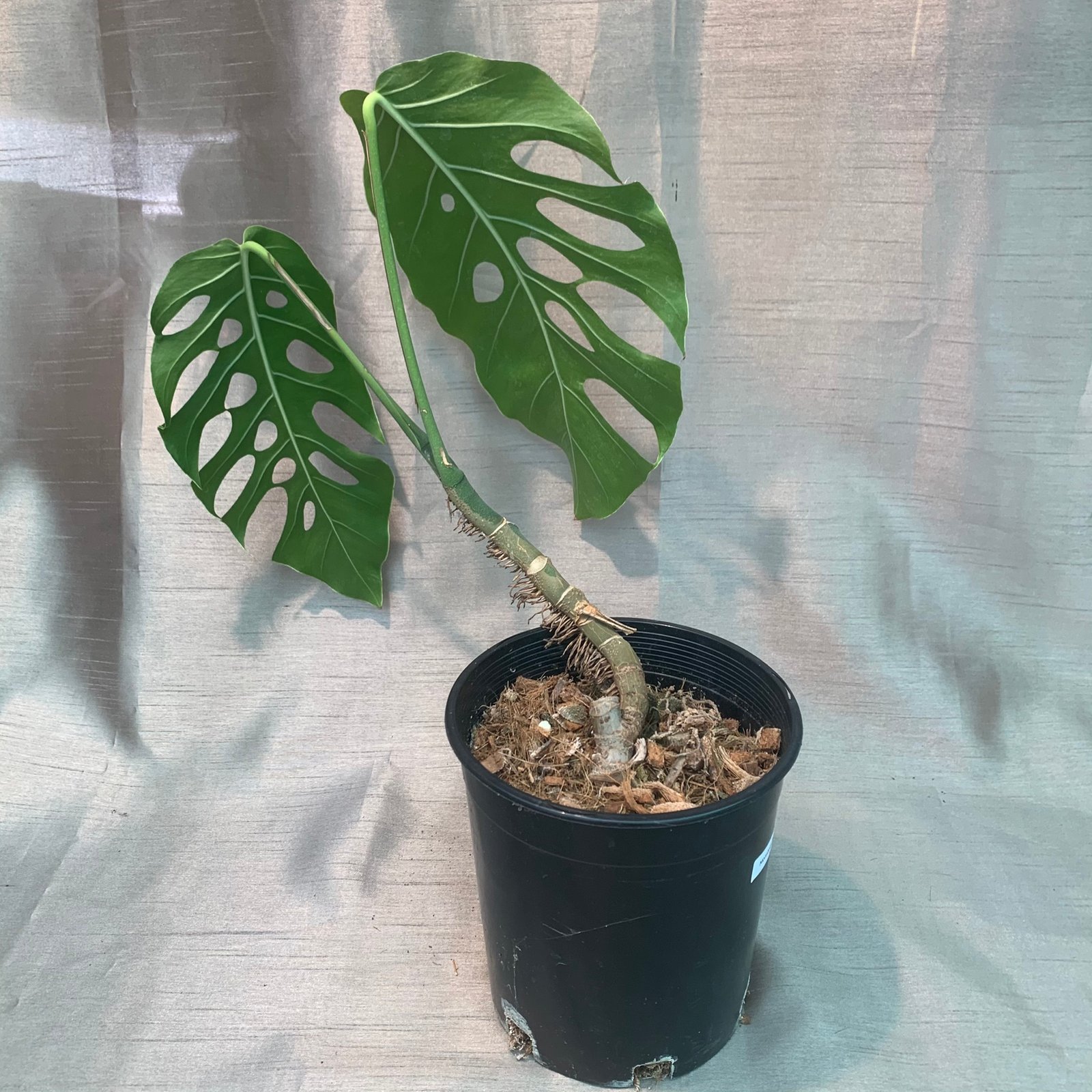 Monstera Dubia - Image 4