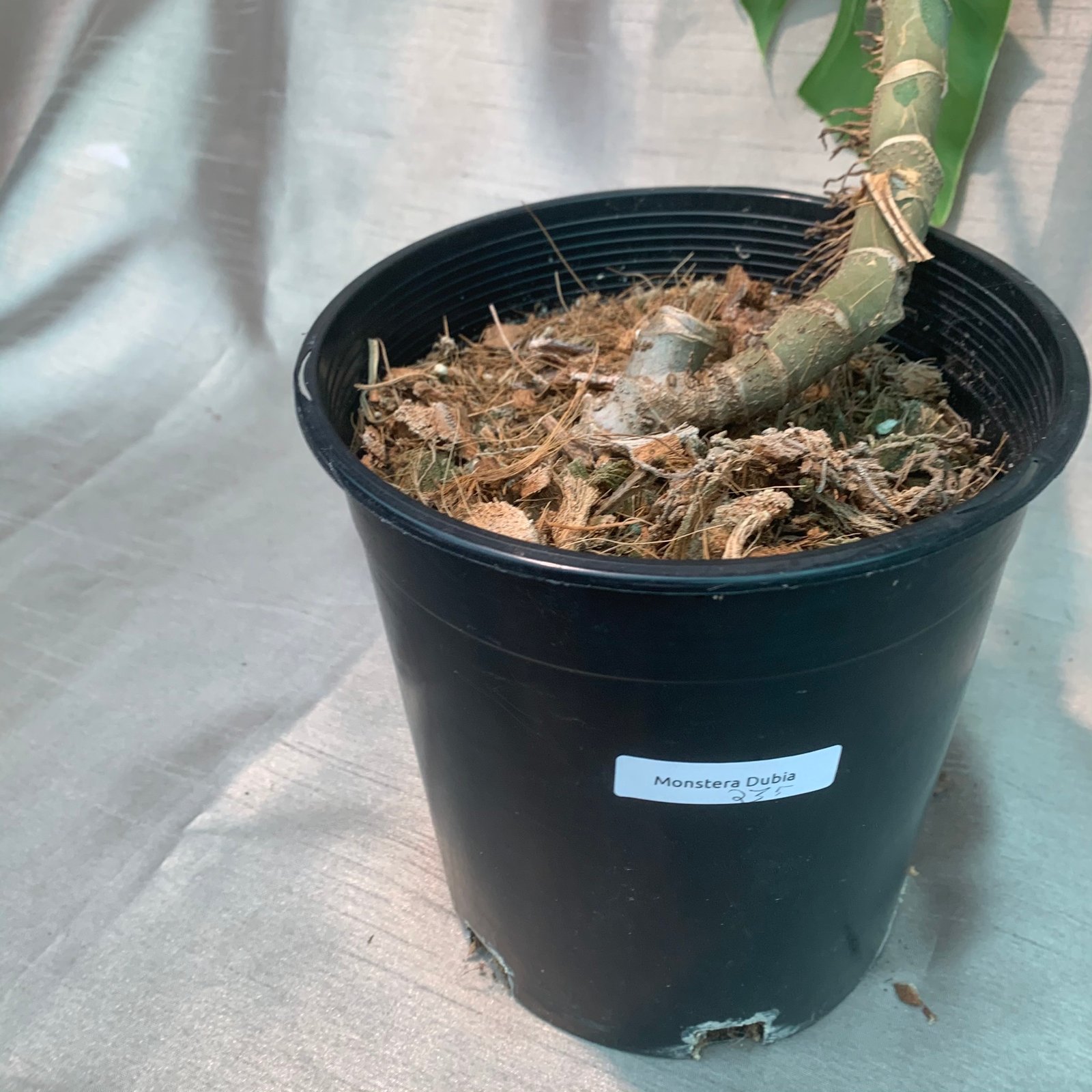 Monstera Dubia - Image 3