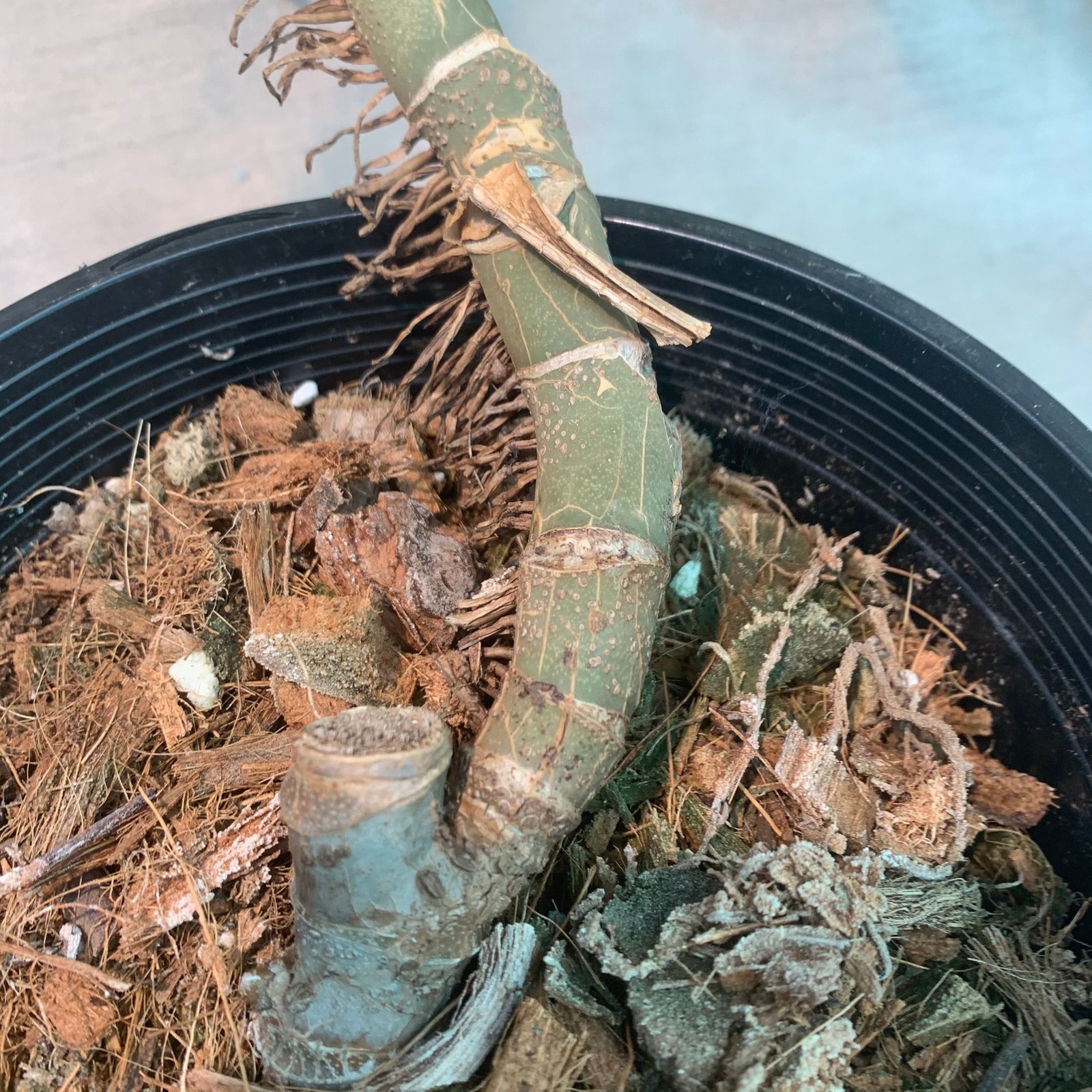 Monstera Dubia - Image 2