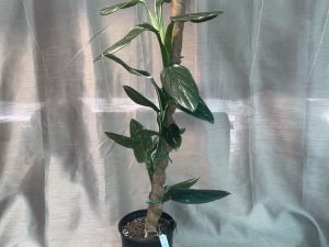 Monstera Standleyana Variegated 18 CM