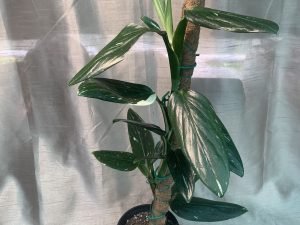 Monstera Standleyana Variegated 21 CM