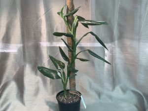 Monstera Standleyana Variegated 23.20 CM