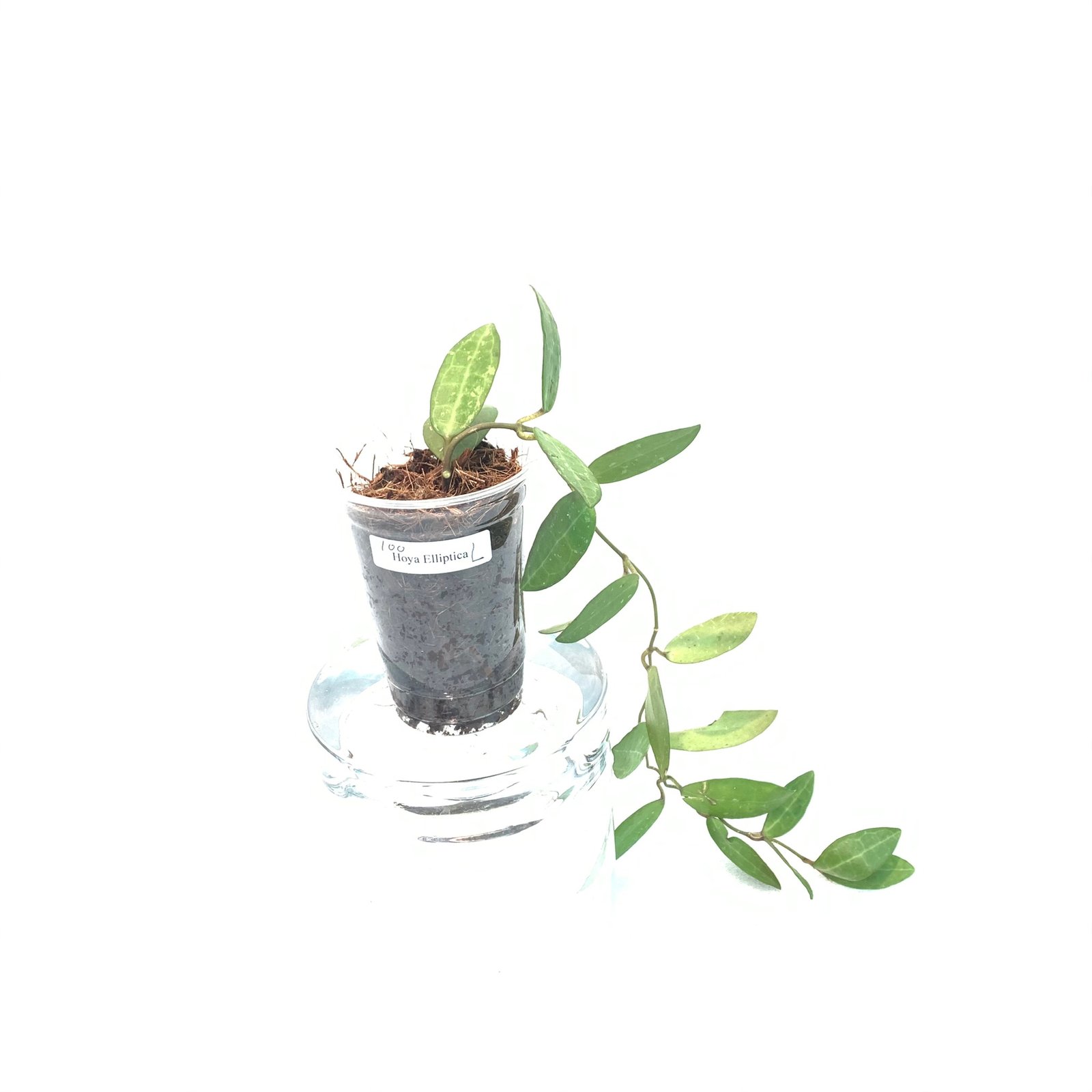 Hoya Elliptica (Large) - Image 10