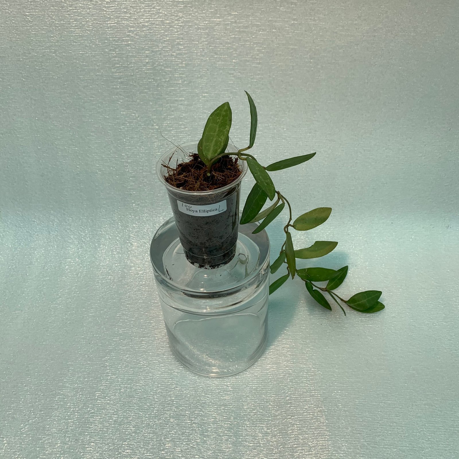 Hoya Elliptica (Large) - Image 9