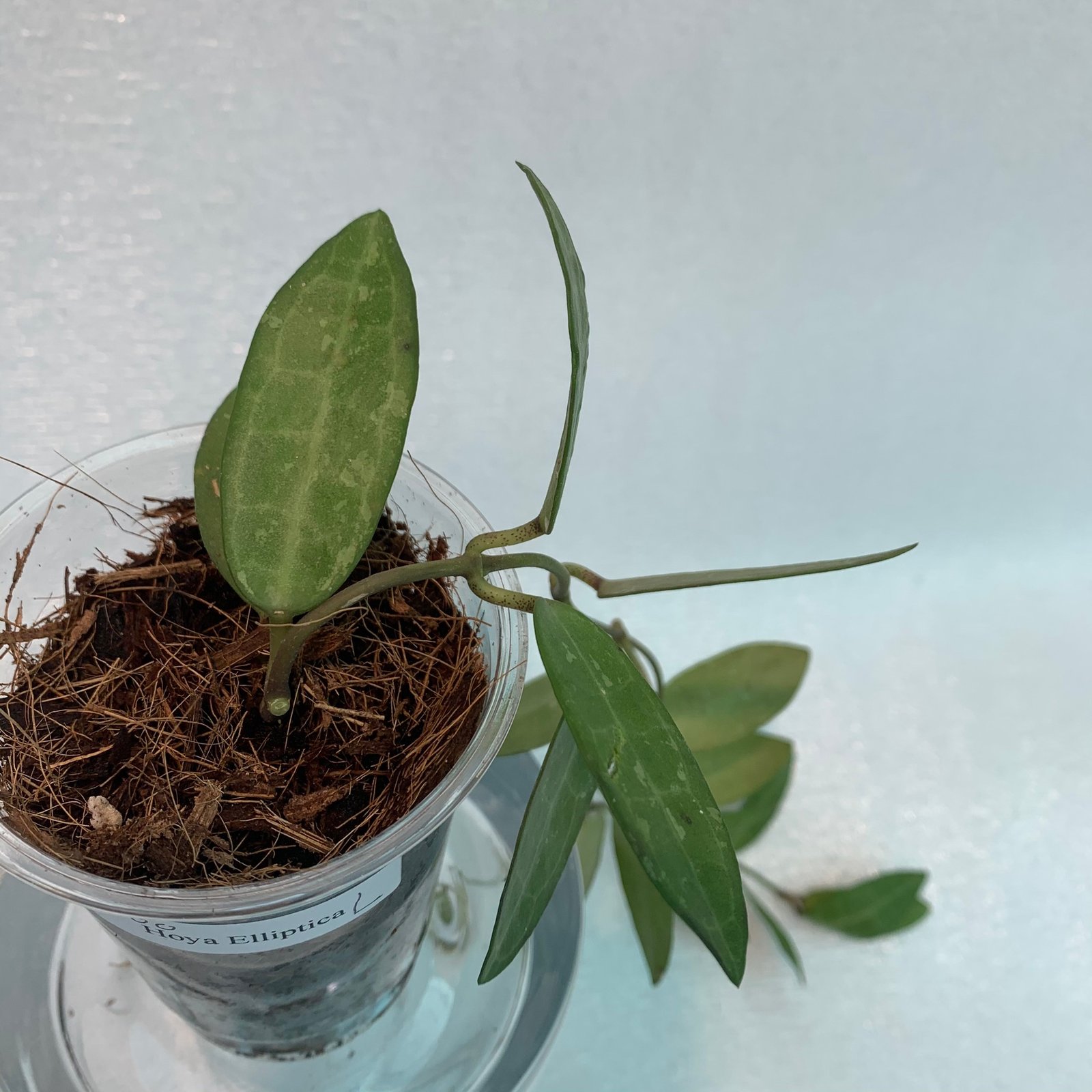 Hoya Elliptica (Large) - Image 8