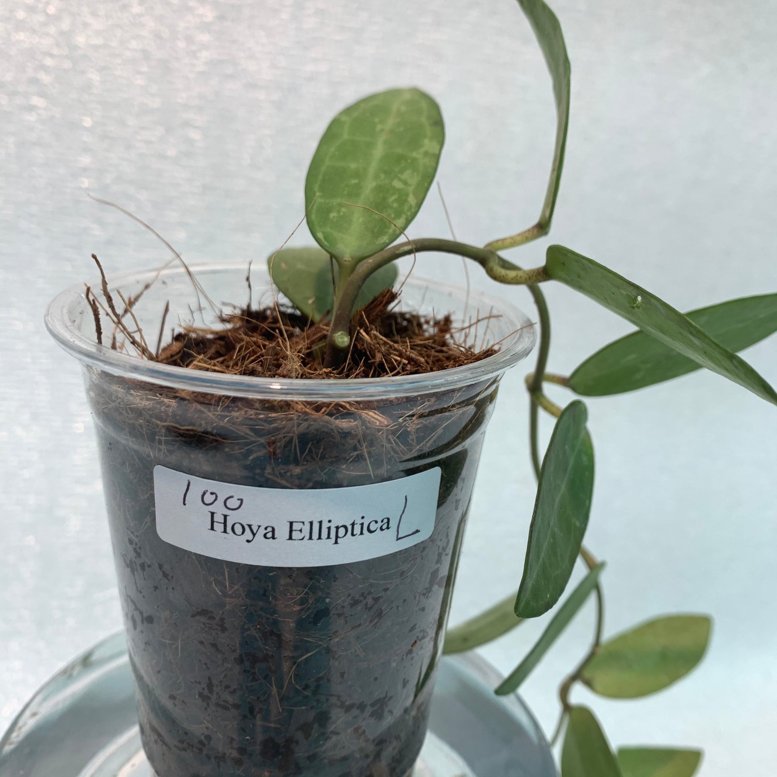 Hoya Elliptica (Large) - Image 7