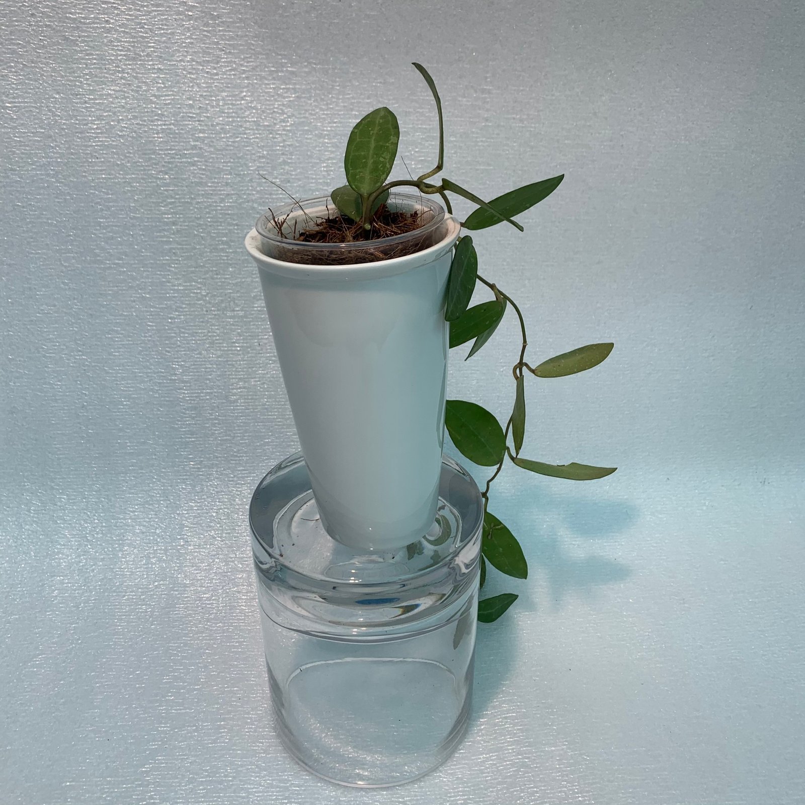 Hoya Elliptica (Large) - Image 6