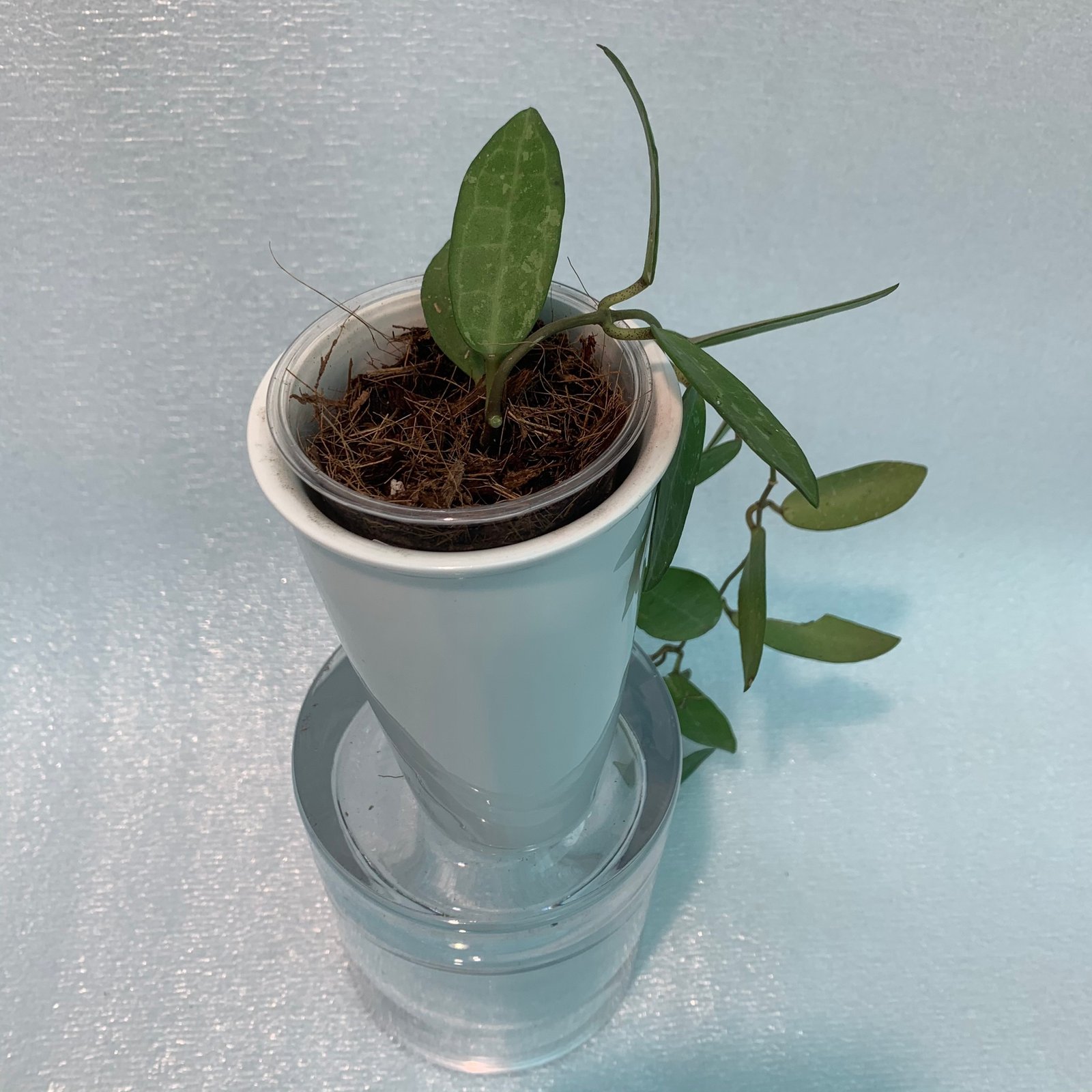 Hoya Elliptica (Large) - Image 5