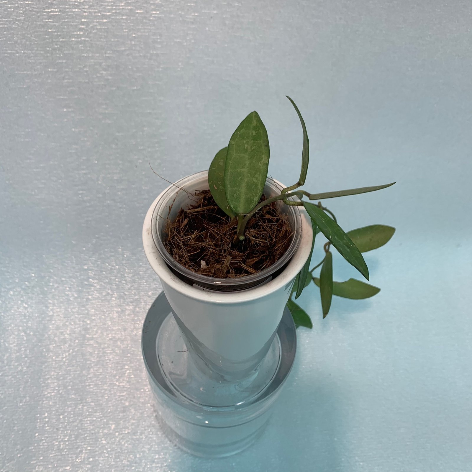 Hoya Elliptica (Large) - Image 4