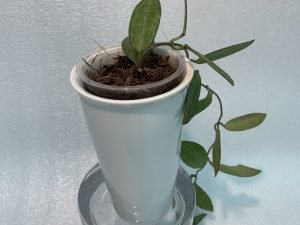 Hoya Elliptica (Large)