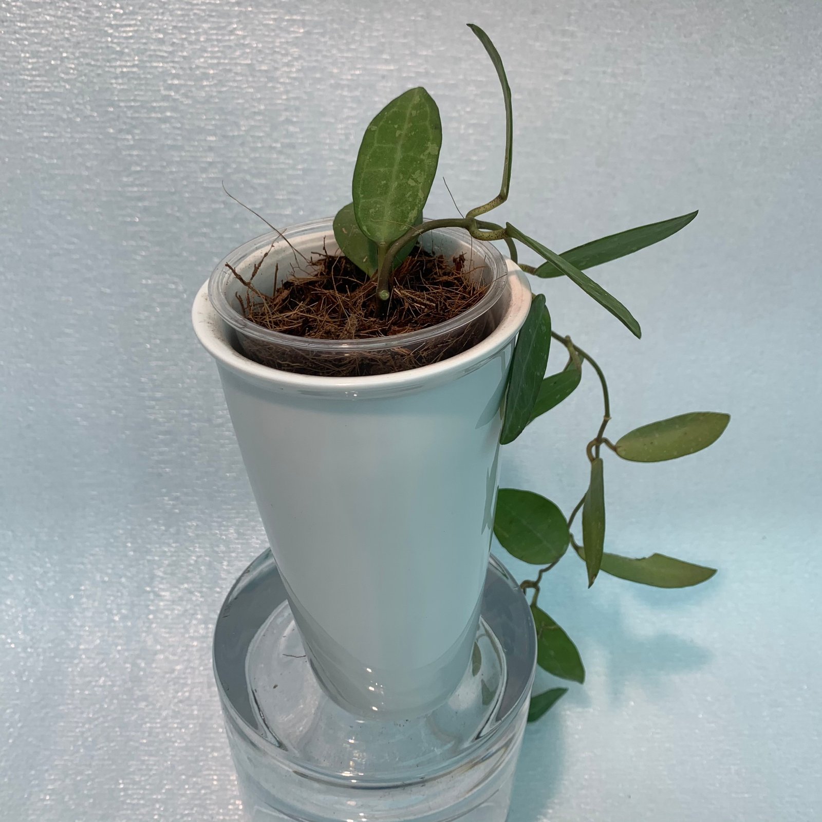 Hoya Elliptica (Large)