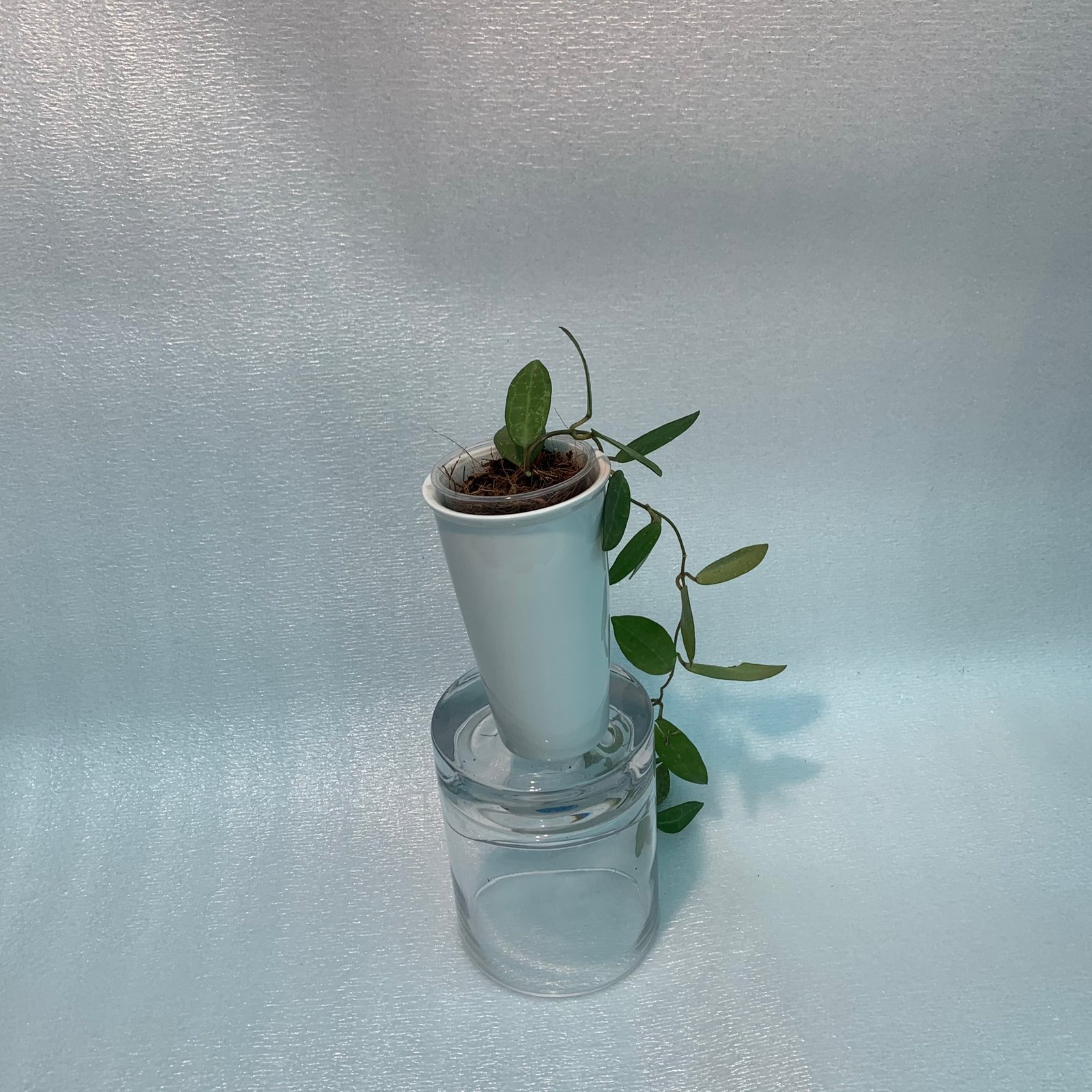 Hoya Elliptica (Large) - Image 2