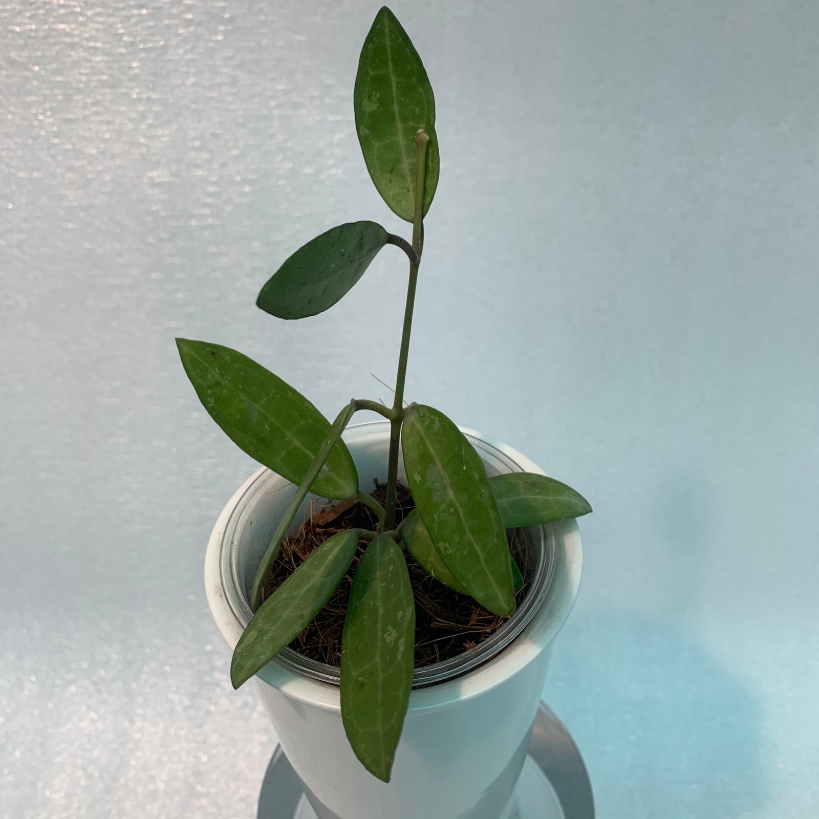 Hoya Elliptica (Small) - Image 8