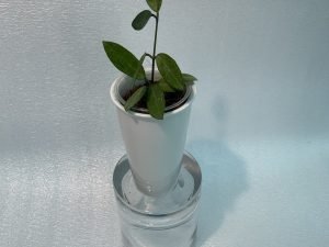 Hoya Elliptica (Small)