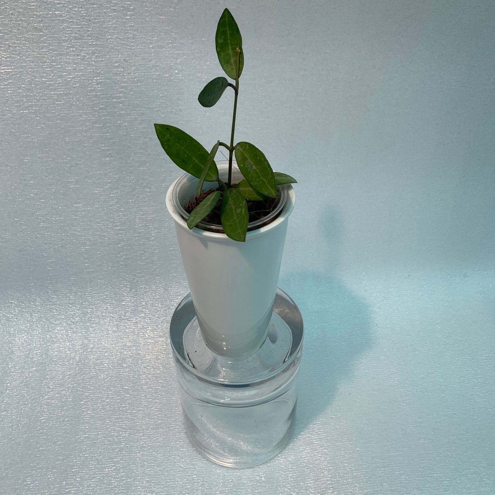 Hoya Elliptica (Small)