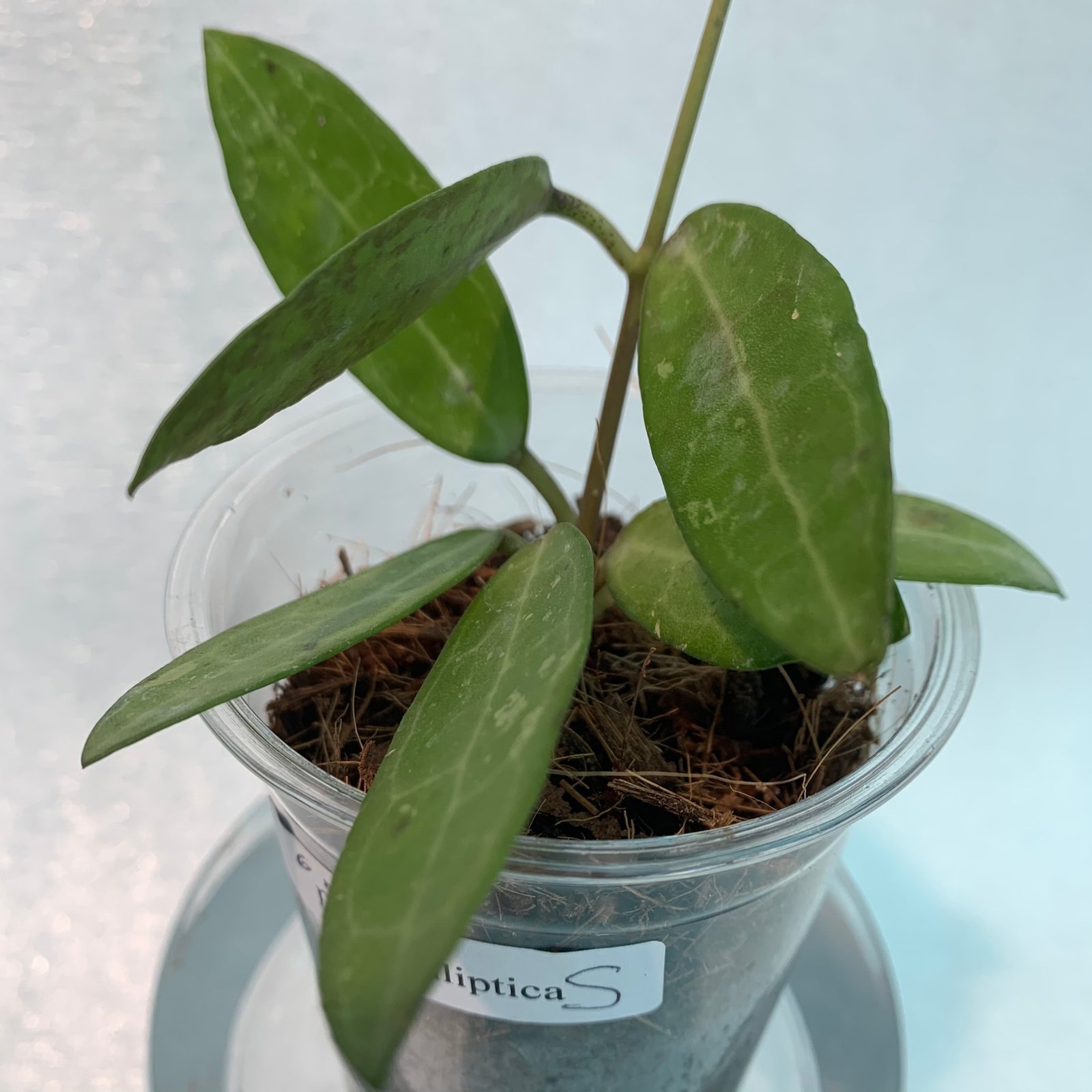 Hoya Elliptica (Small) - Image 6