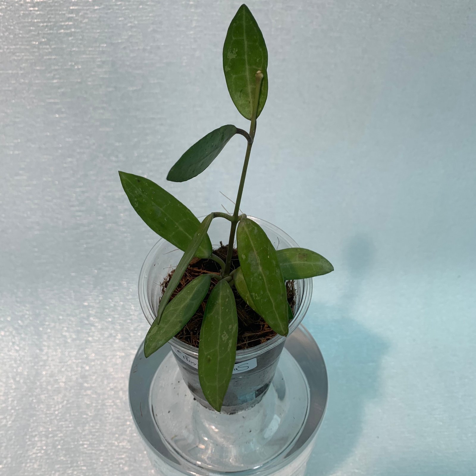 Hoya Elliptica (Small) - Image 5