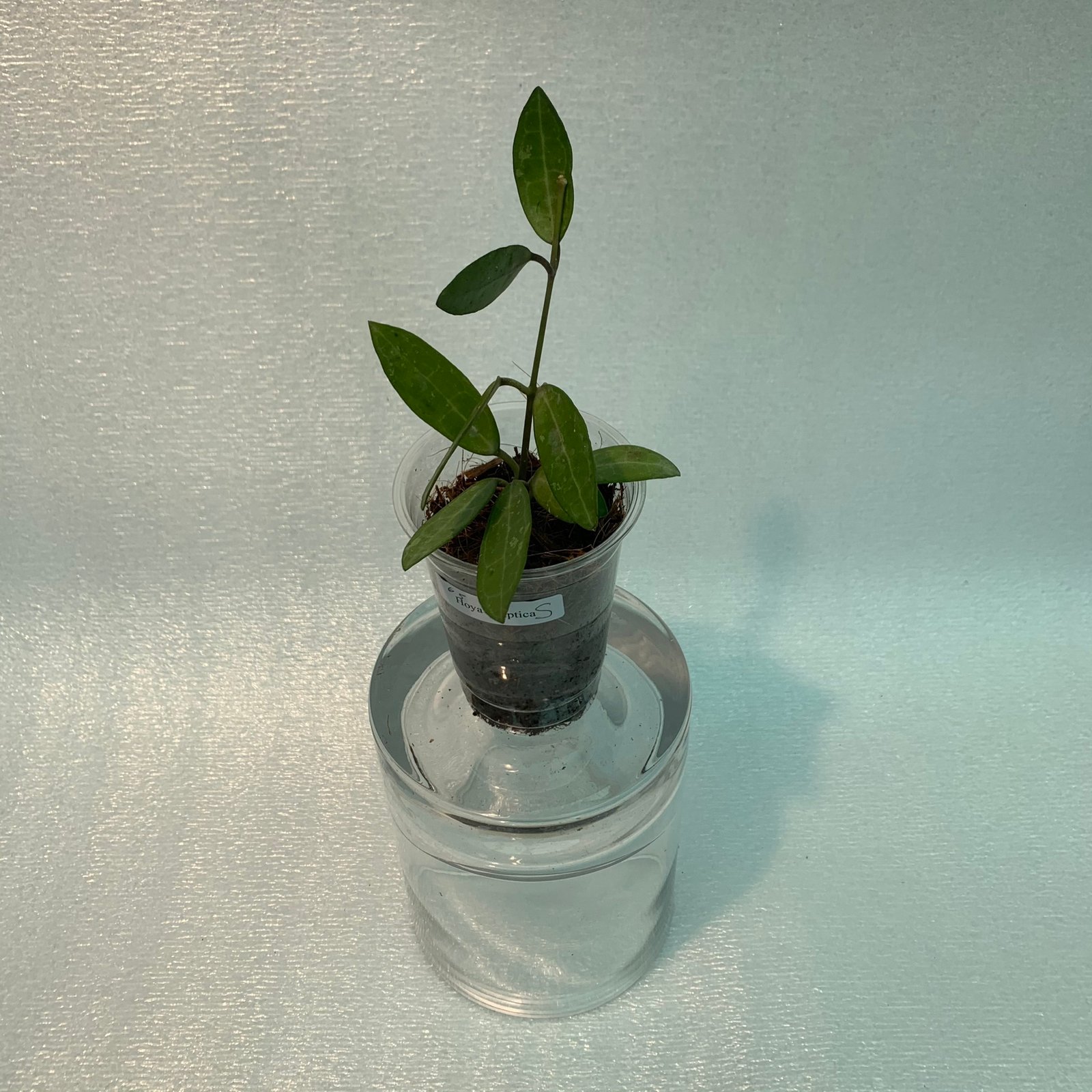 Hoya Elliptica (Small) - Image 4