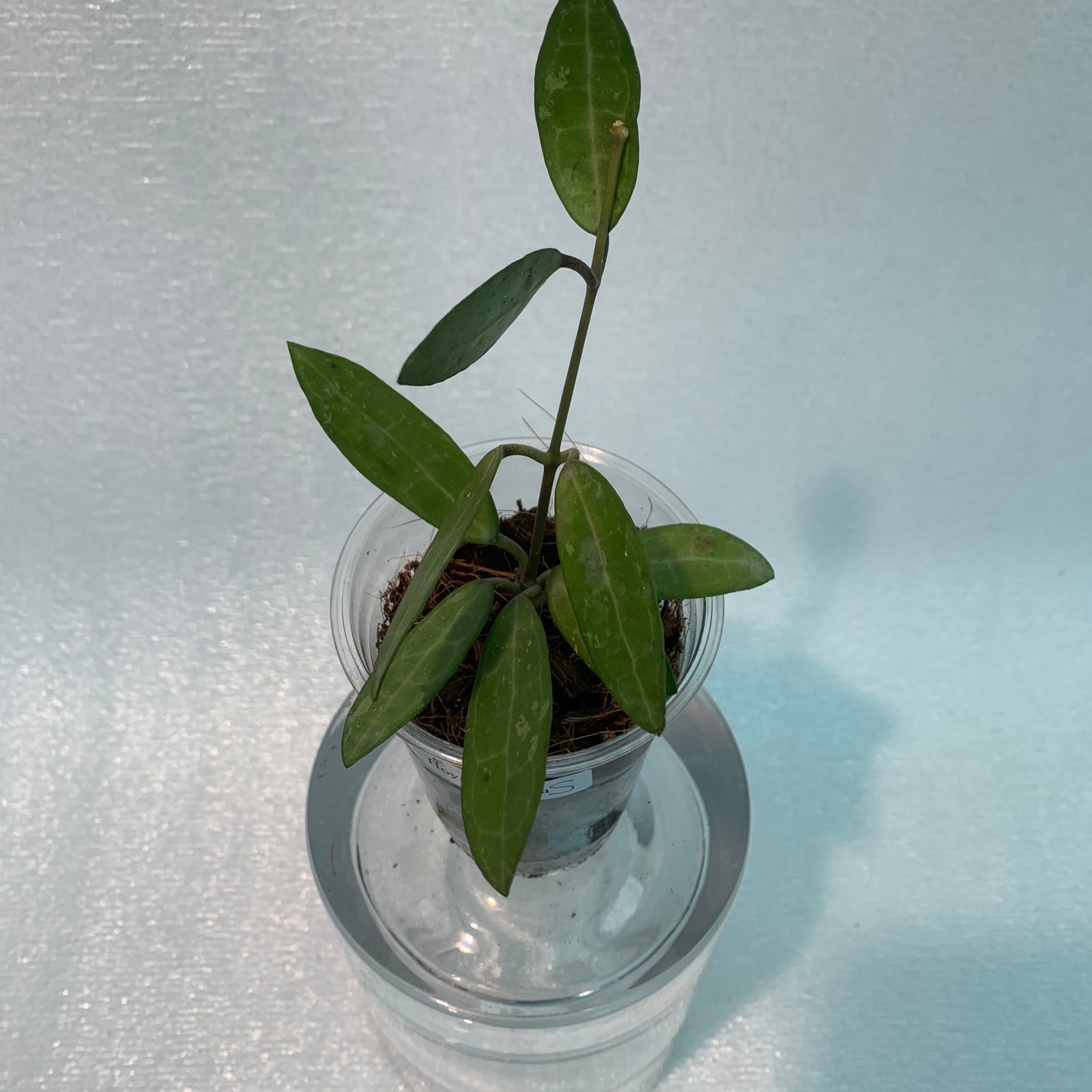 Hoya Elliptica (Small) - Image 3