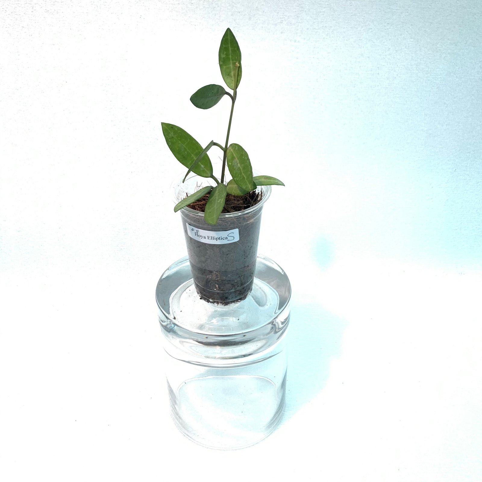 Hoya Elliptica (Small) - Image 2