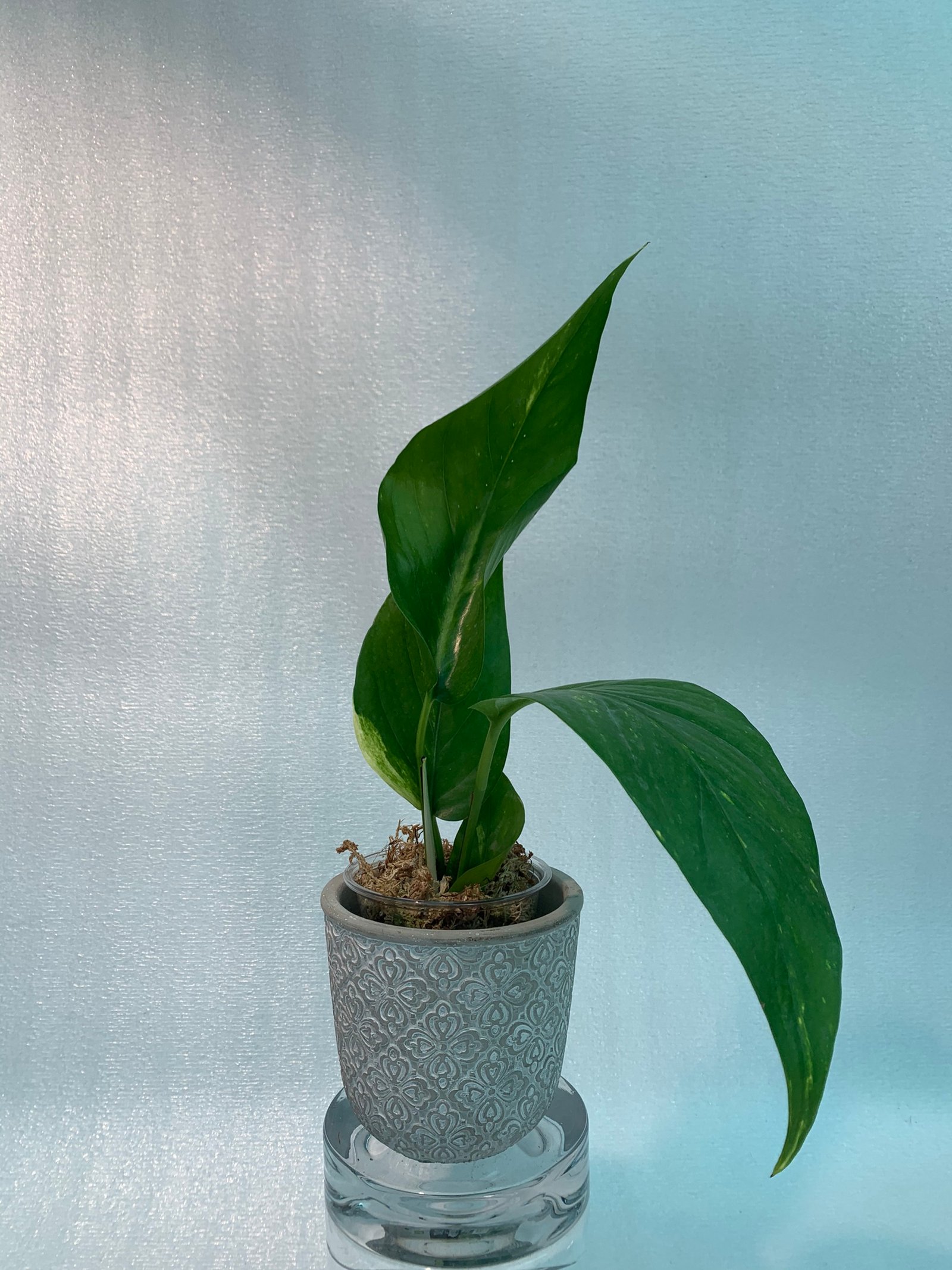 Epipremnum Pinnatum Yellow Variegated - Image 11