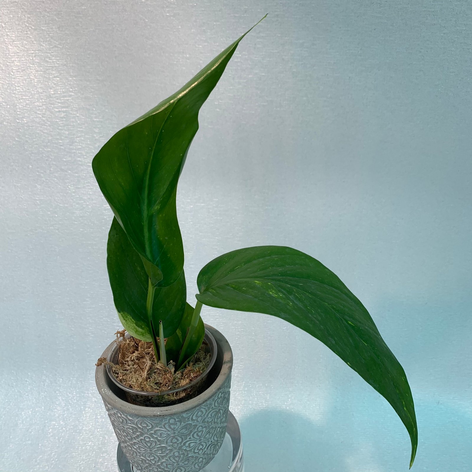 Epipremnum Pinnatum Yellow Variegated - Image 10