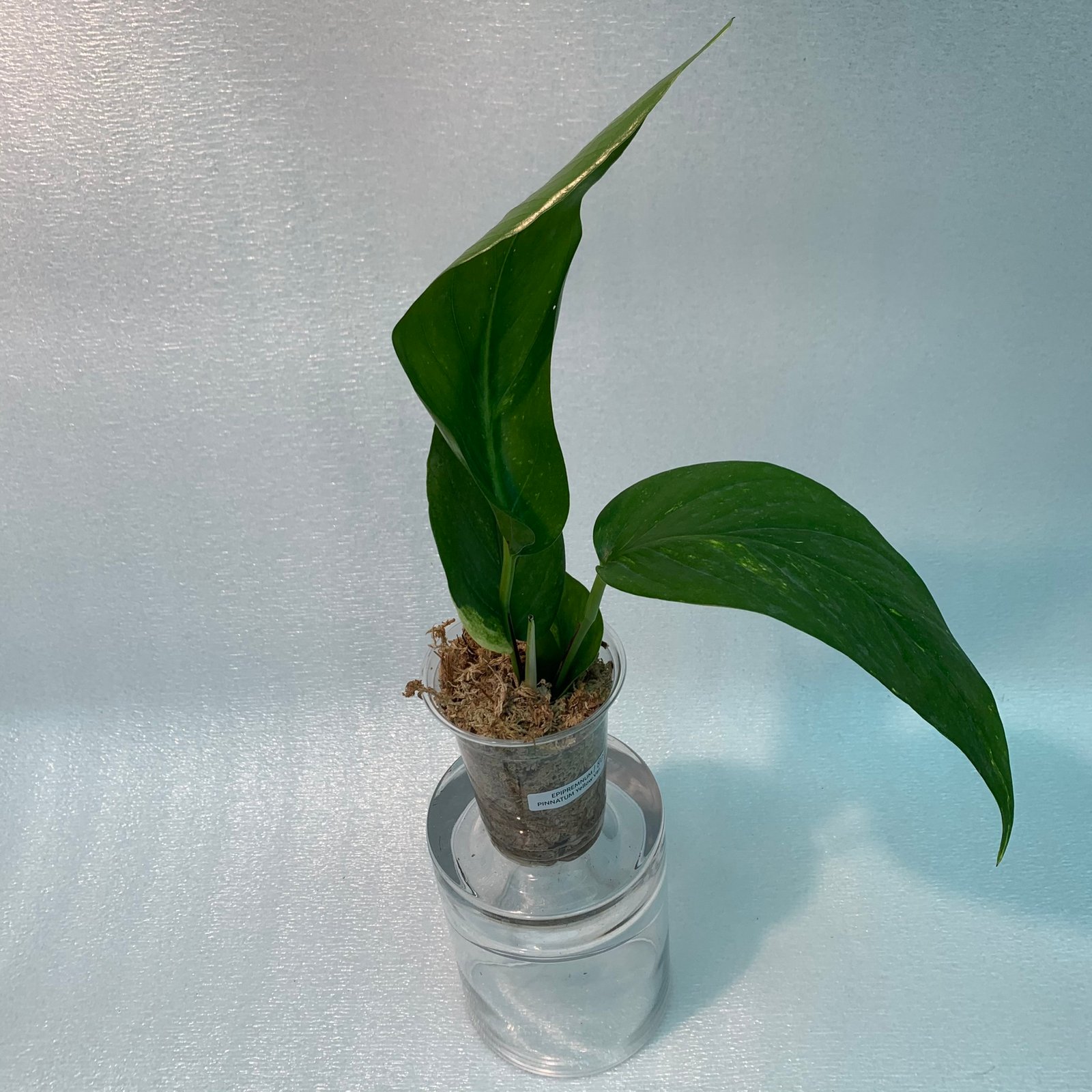 Epipremnum Pinnatum Yellow Variegated - Image 8