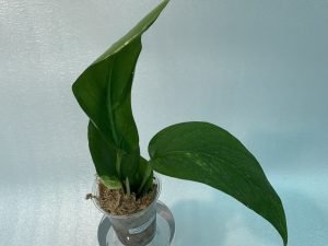 Epipremnum Pinnatum Yellow Variegated