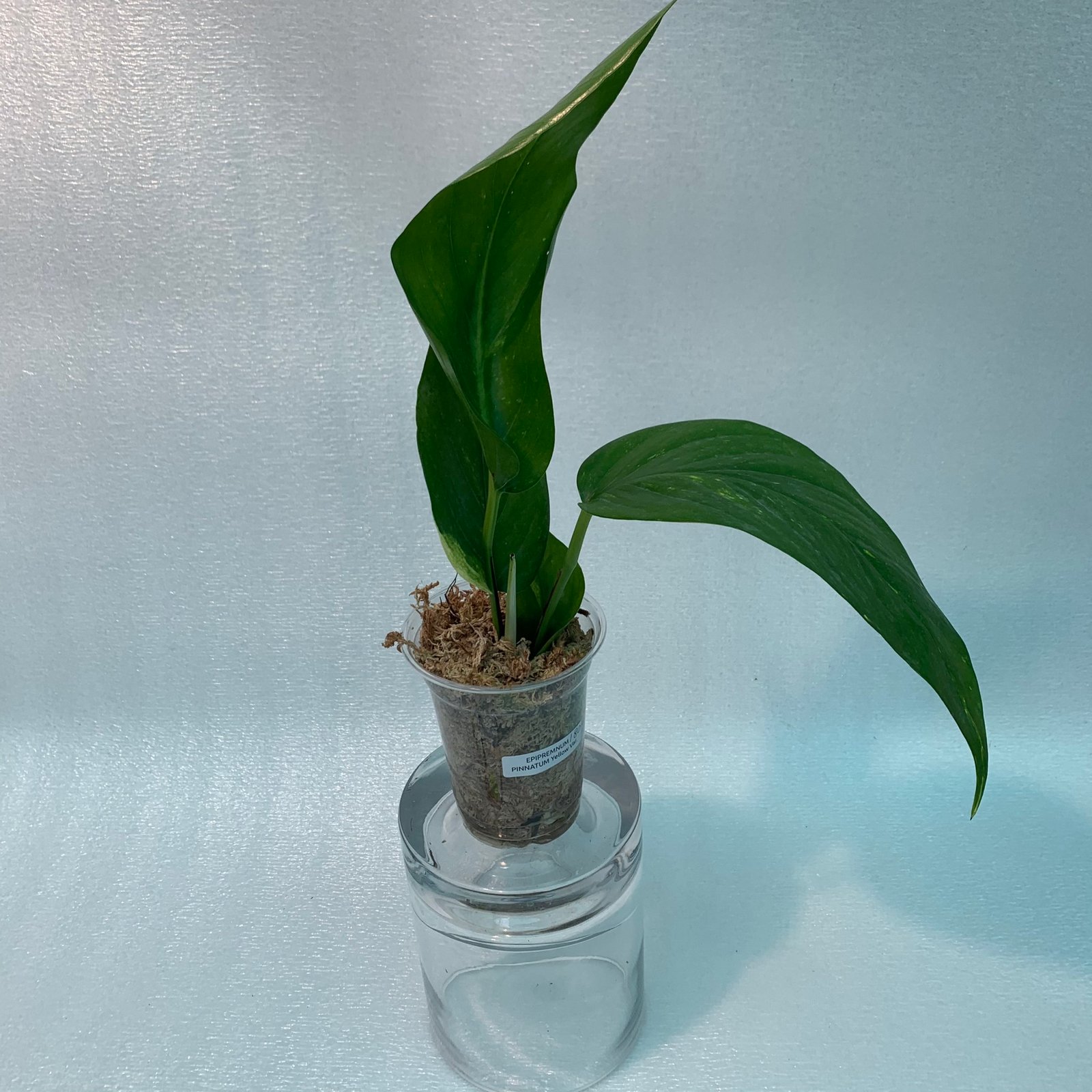 Epipremnum Pinnatum Yellow Variegated - Image 2