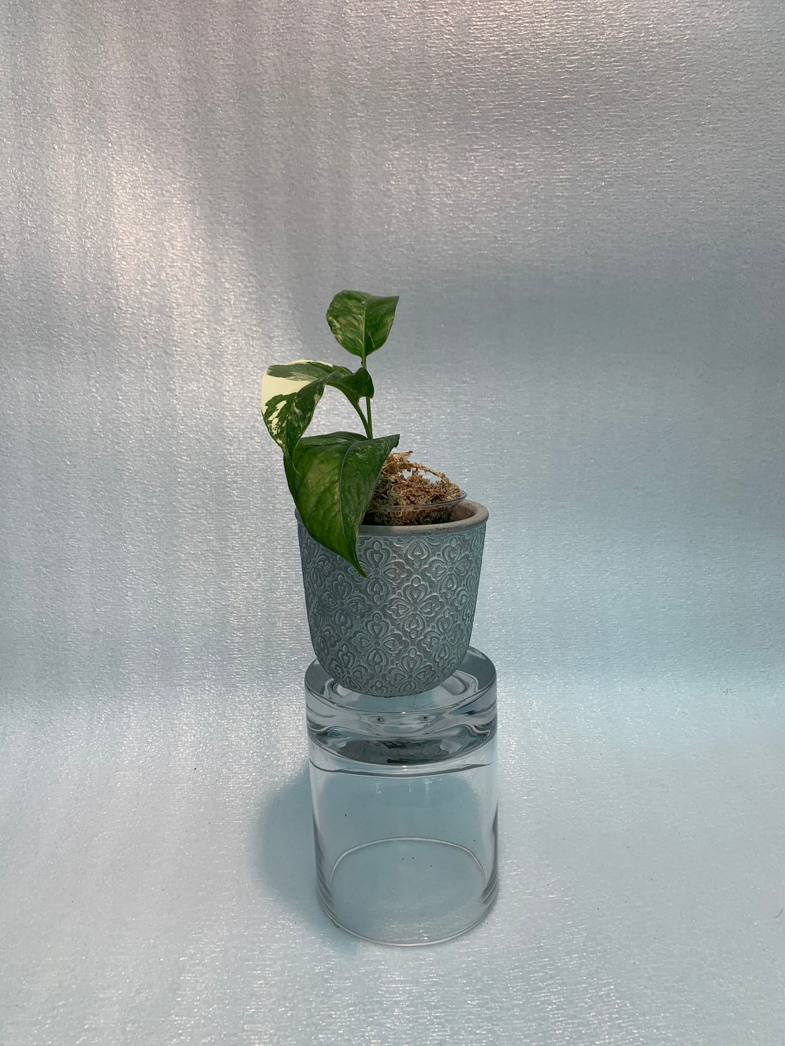 Epipremnum Pinnatum - White Variegated (Small) - Image 8