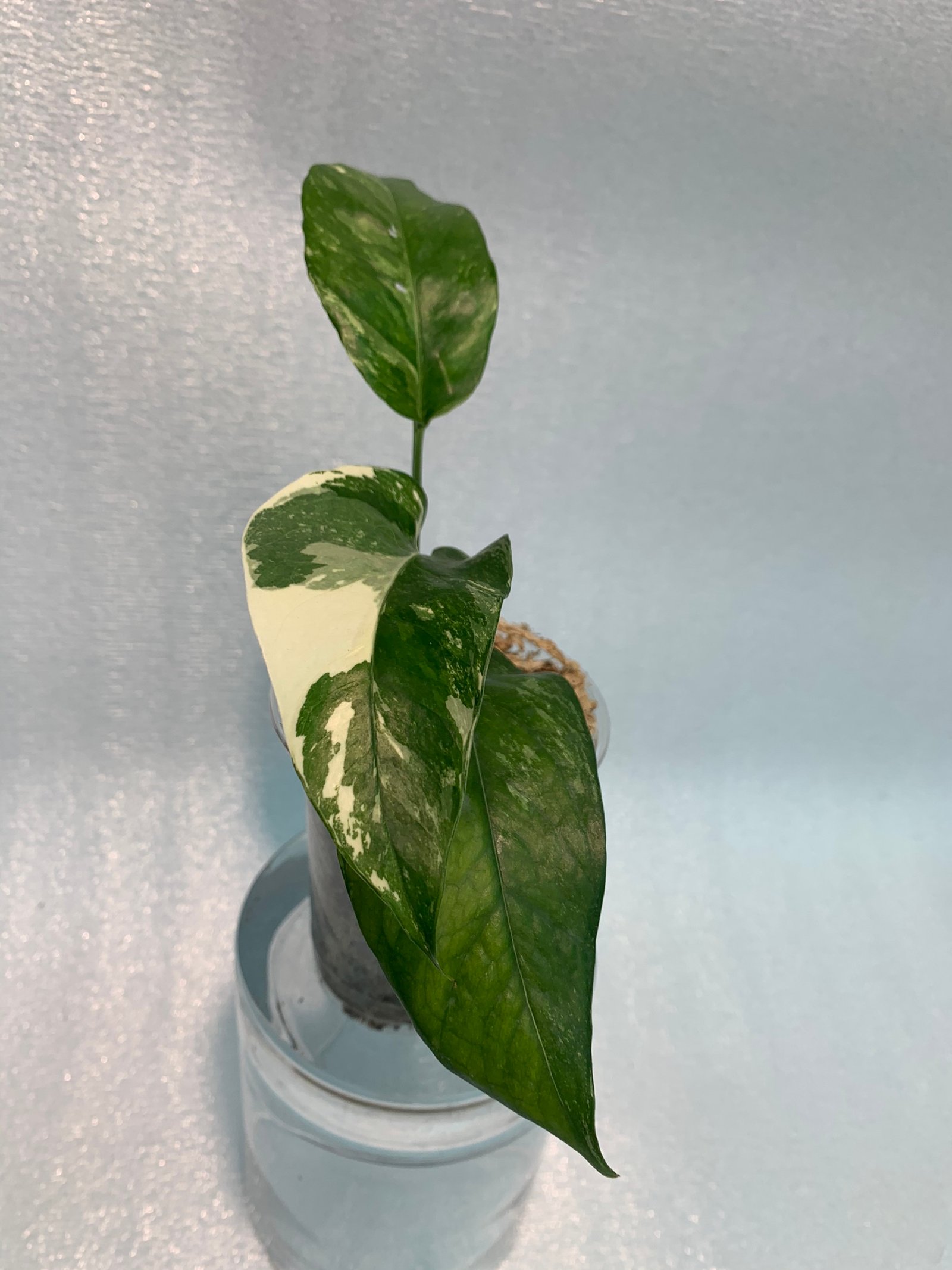 Epipremnum Pinnatum - White Variegated (Small) - Image 7