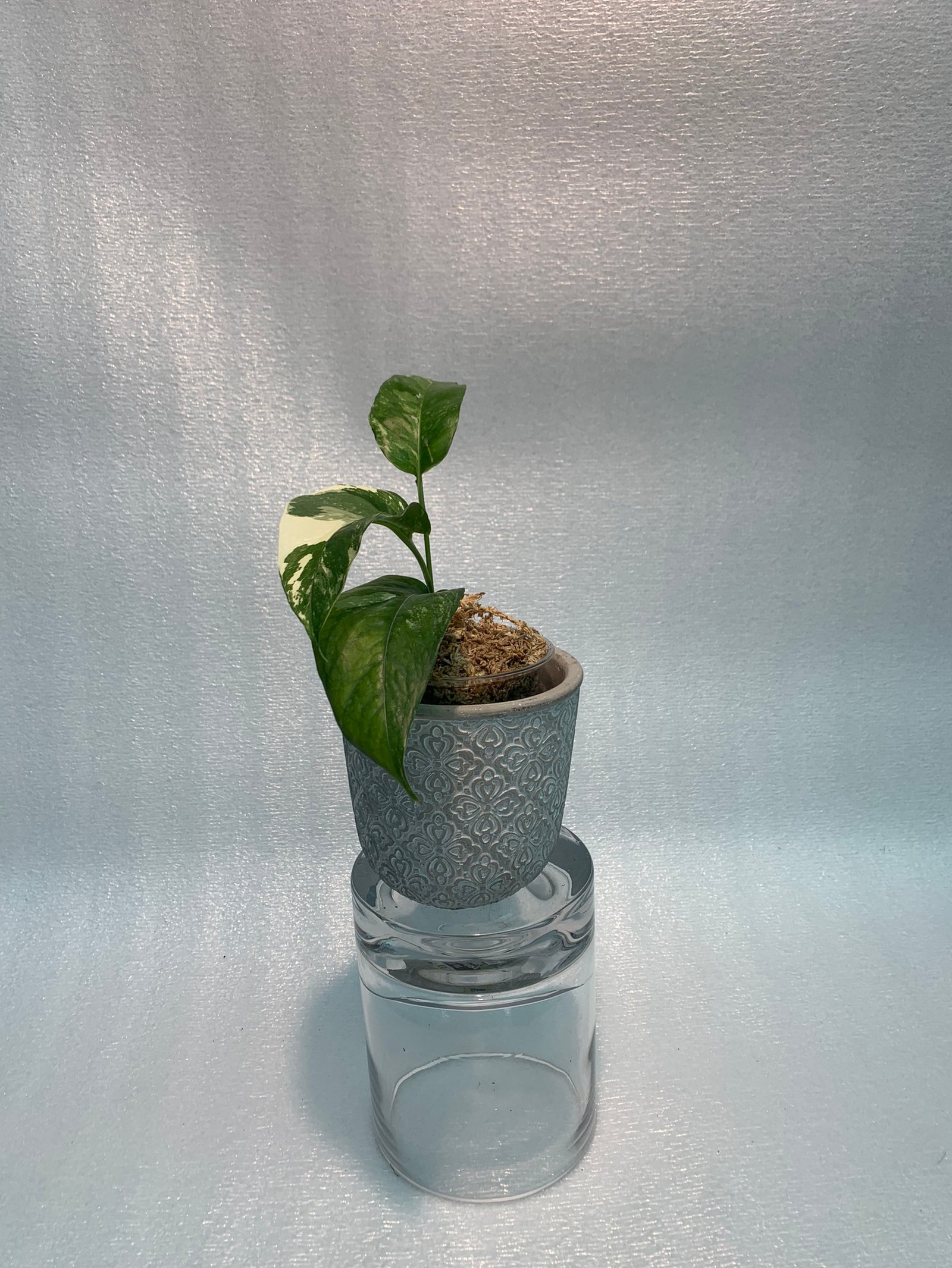 Epipremnum Pinnatum - White Variegated (Small) - Image 6