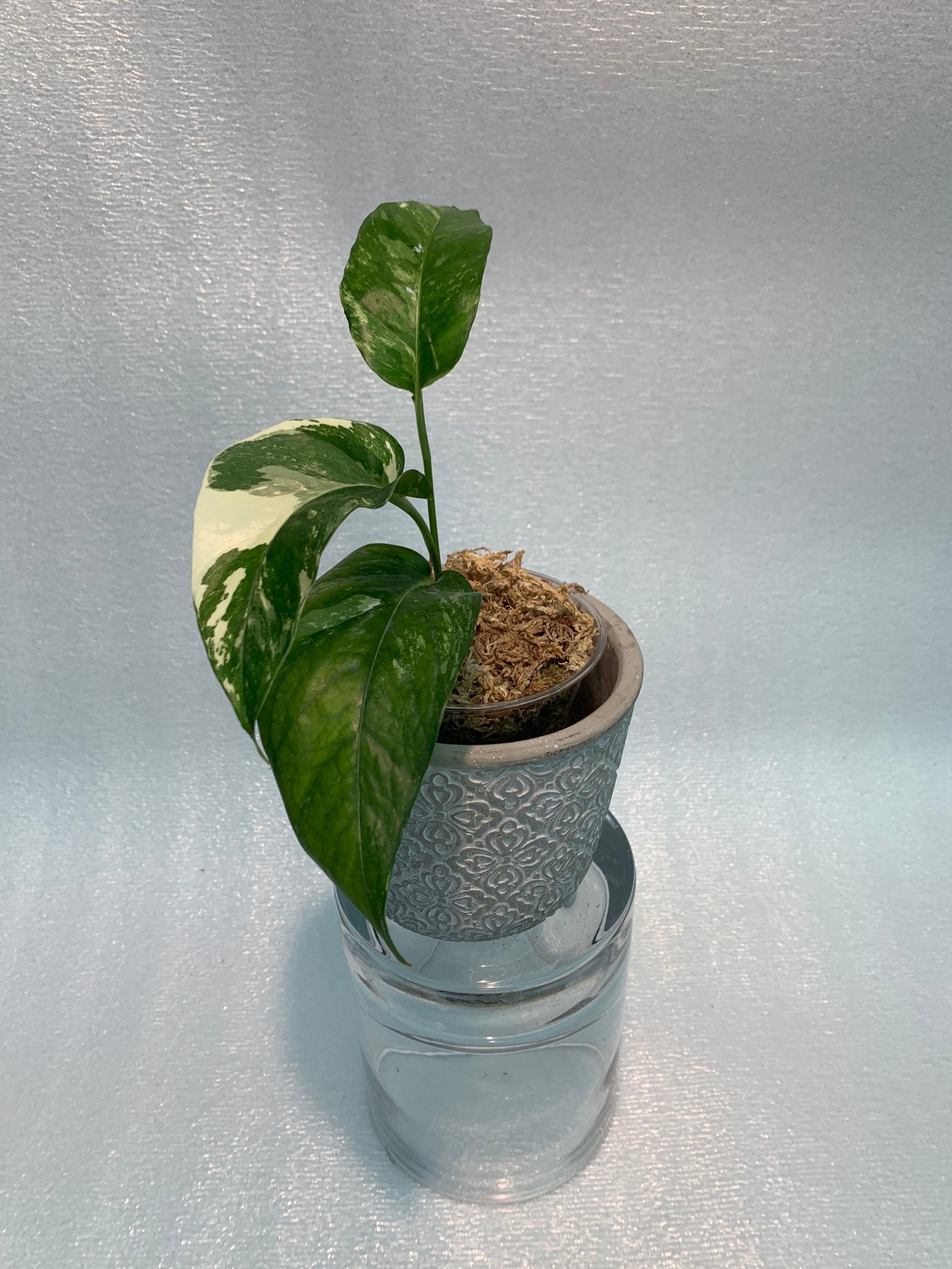 Epipremnum Pinnatum - White Variegated (Small) - Image 5