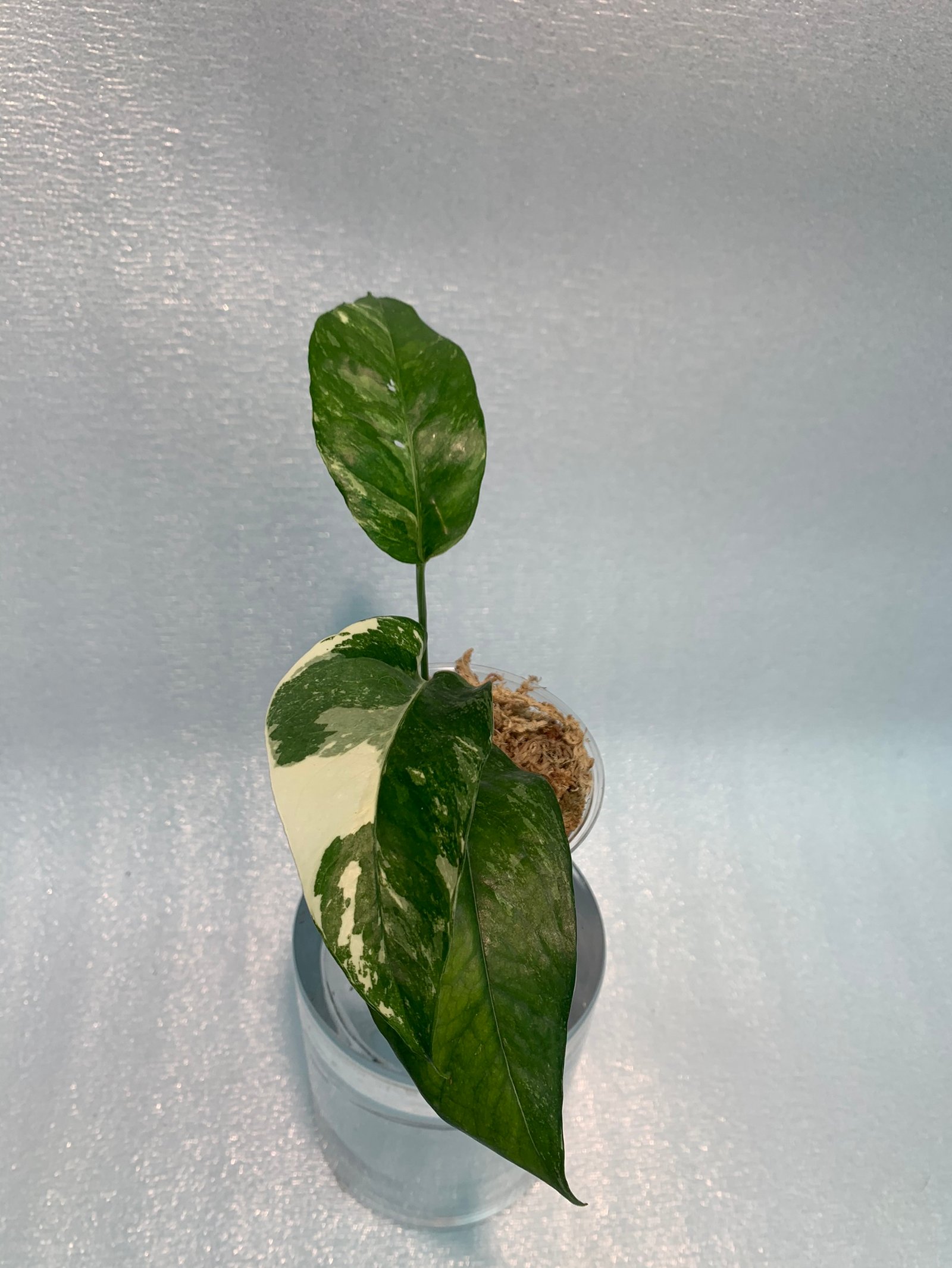 Epipremnum Pinnatum - White Variegated (Small) - Image 4