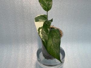 Epipremnum Pinnatum - White Variegated (Small)