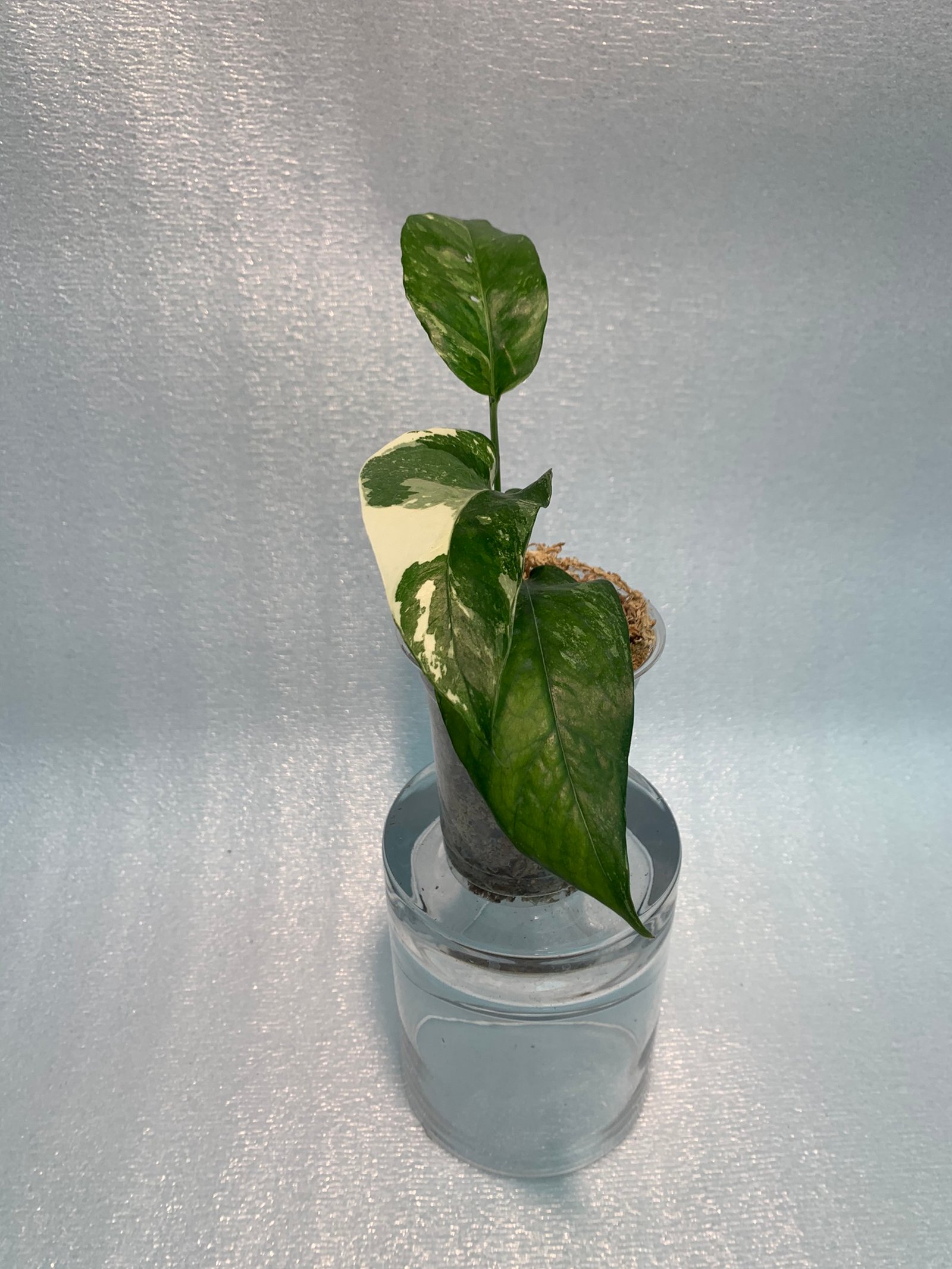 Epipremnum Pinnatum - White Variegated (Small)