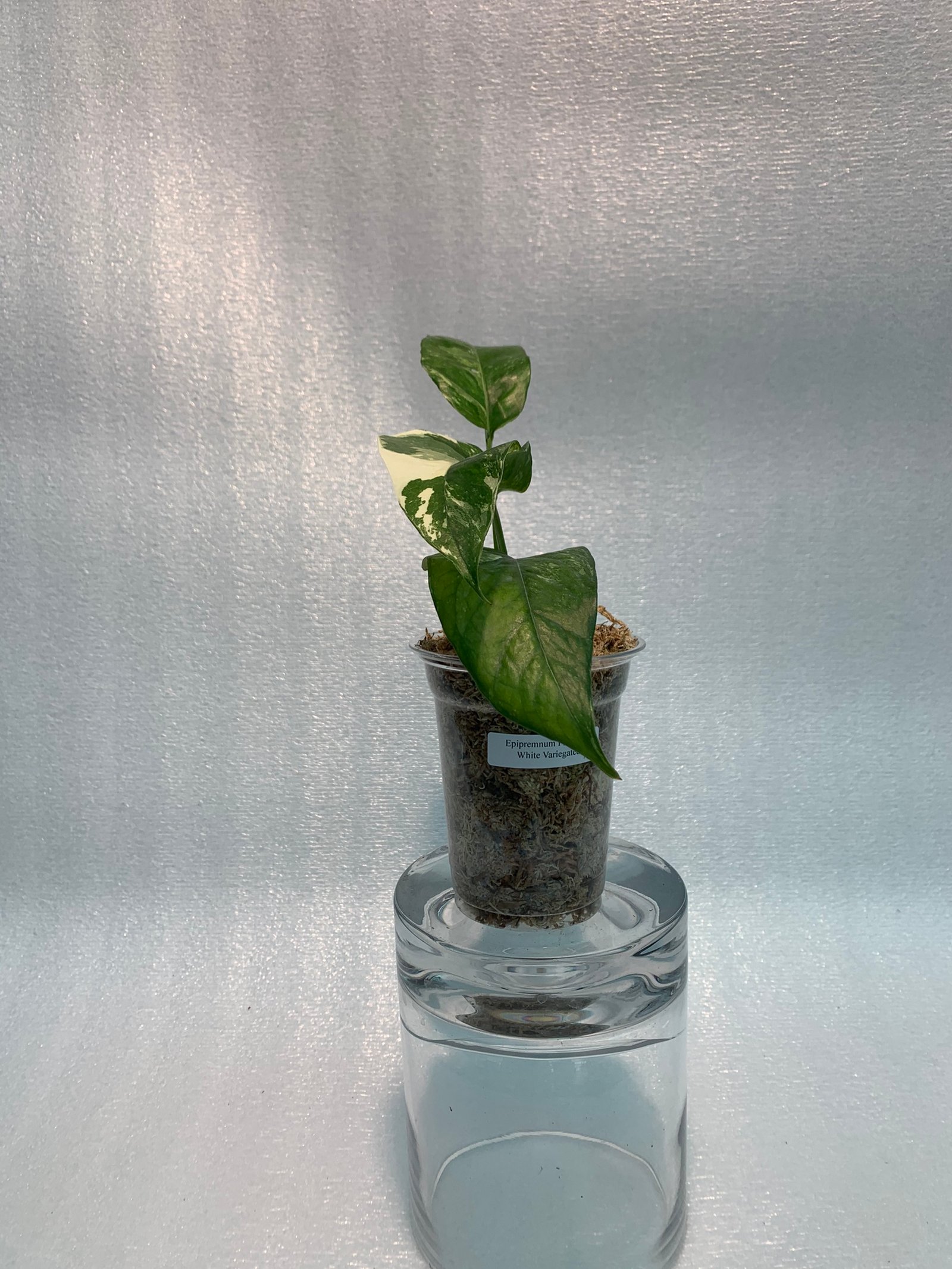 Epipremnum Pinnatum - White Variegated (Small) - Image 2