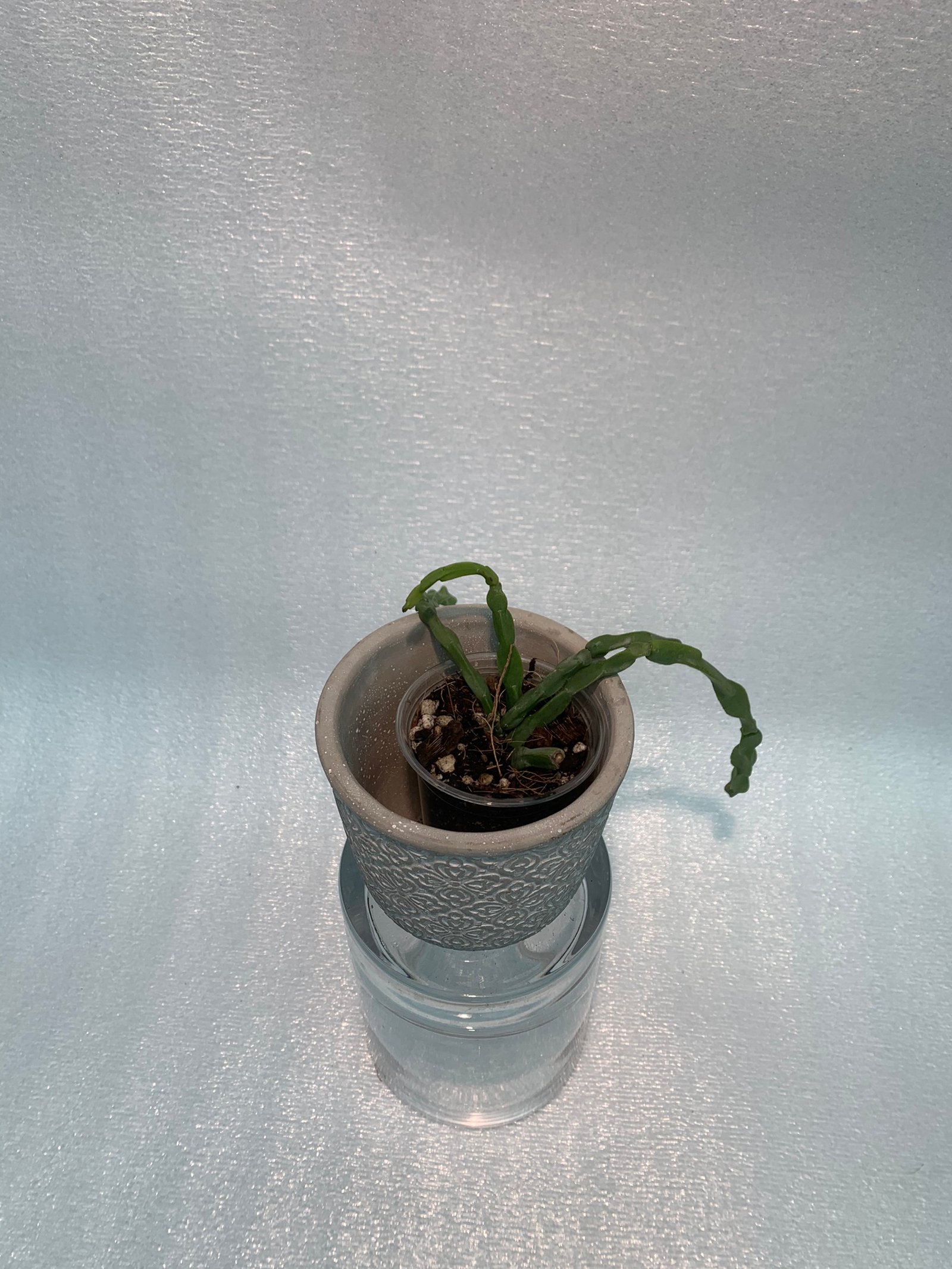Rhipsalis Paradoxa (Small) - Image 7