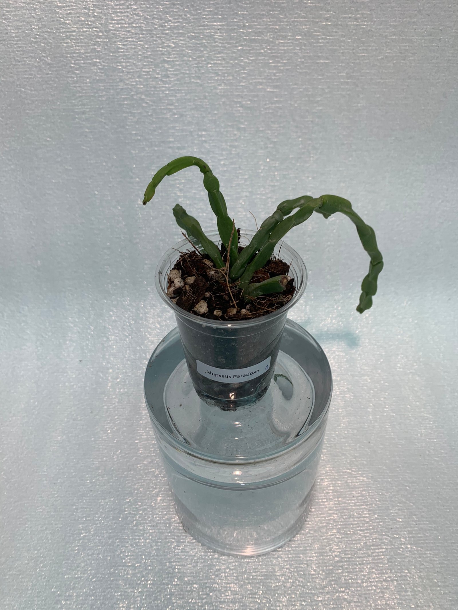 Rhipsalis Paradoxa (Small) - Image 6